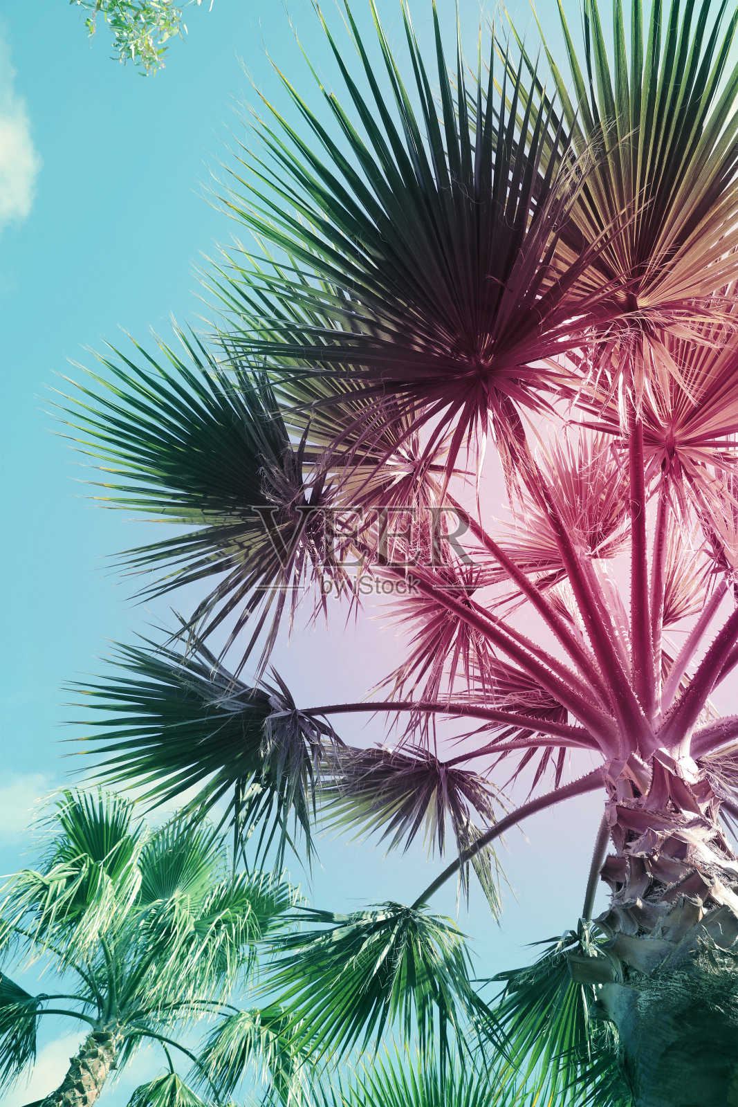 阳光明媚的夏日,室外美丽的棕榈树,低角度观赏。程式化的颜色调色照片摄影图片
