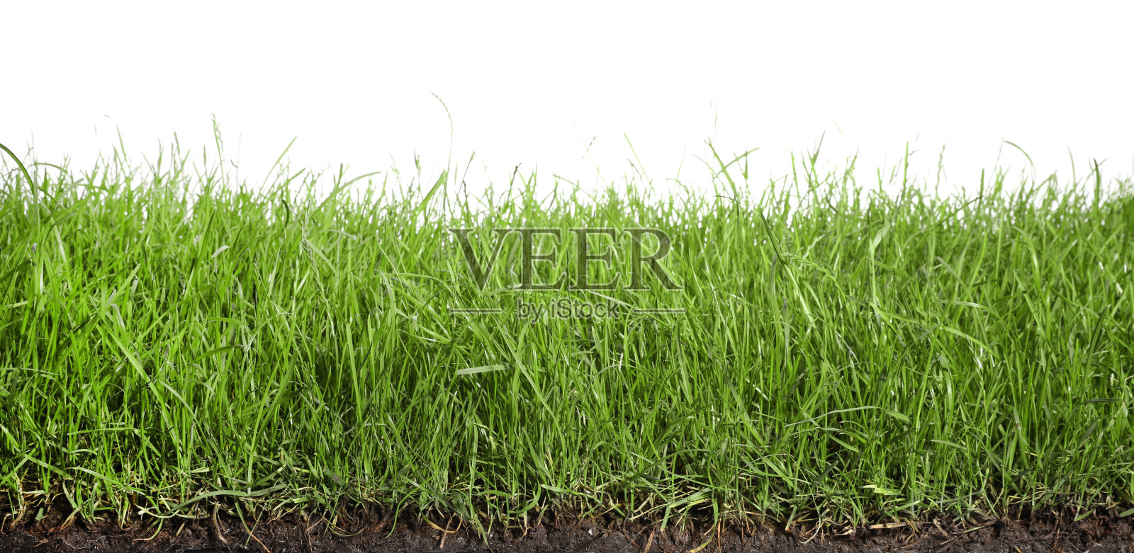 在白色的背景上有郁郁葱葱的绿草的土壤照片摄影图片