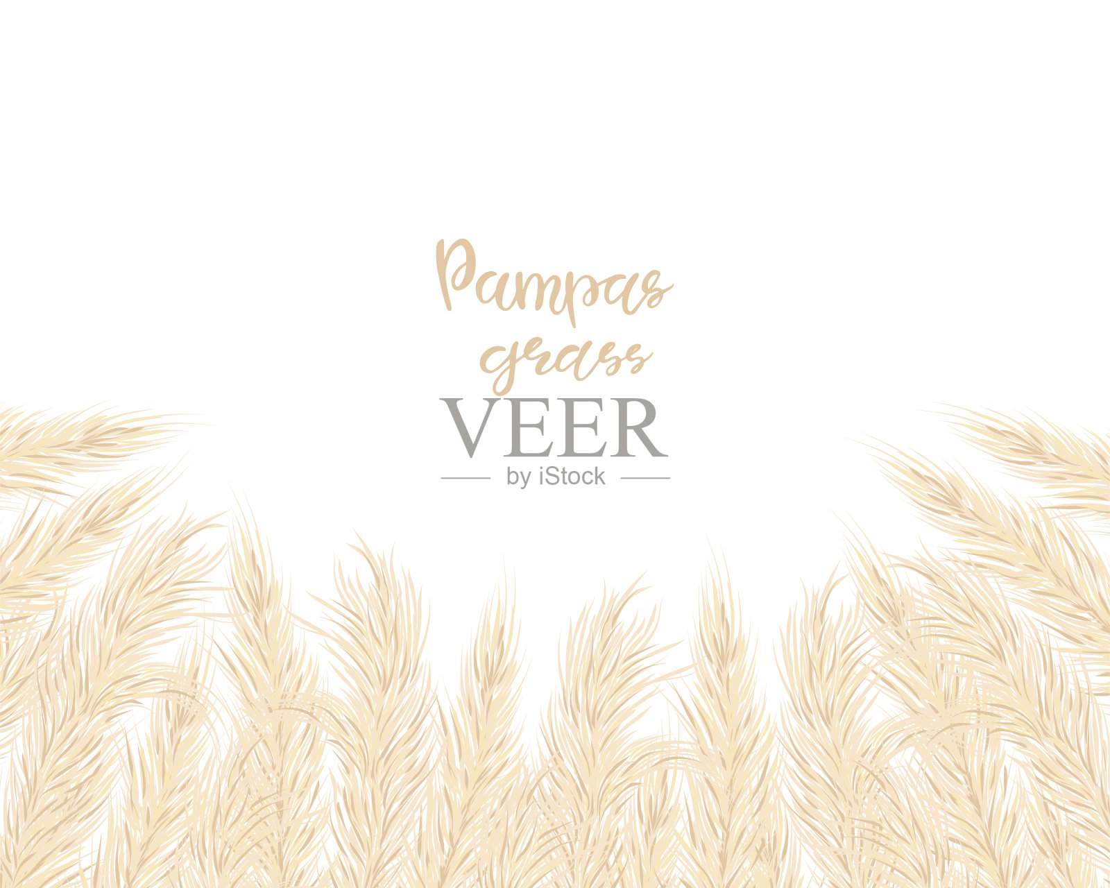 背景与干燥的蒲苇草。波西米亚风格的花卉装饰元素。平躺与拷贝空间,俯视图。矢量图插画图片素材