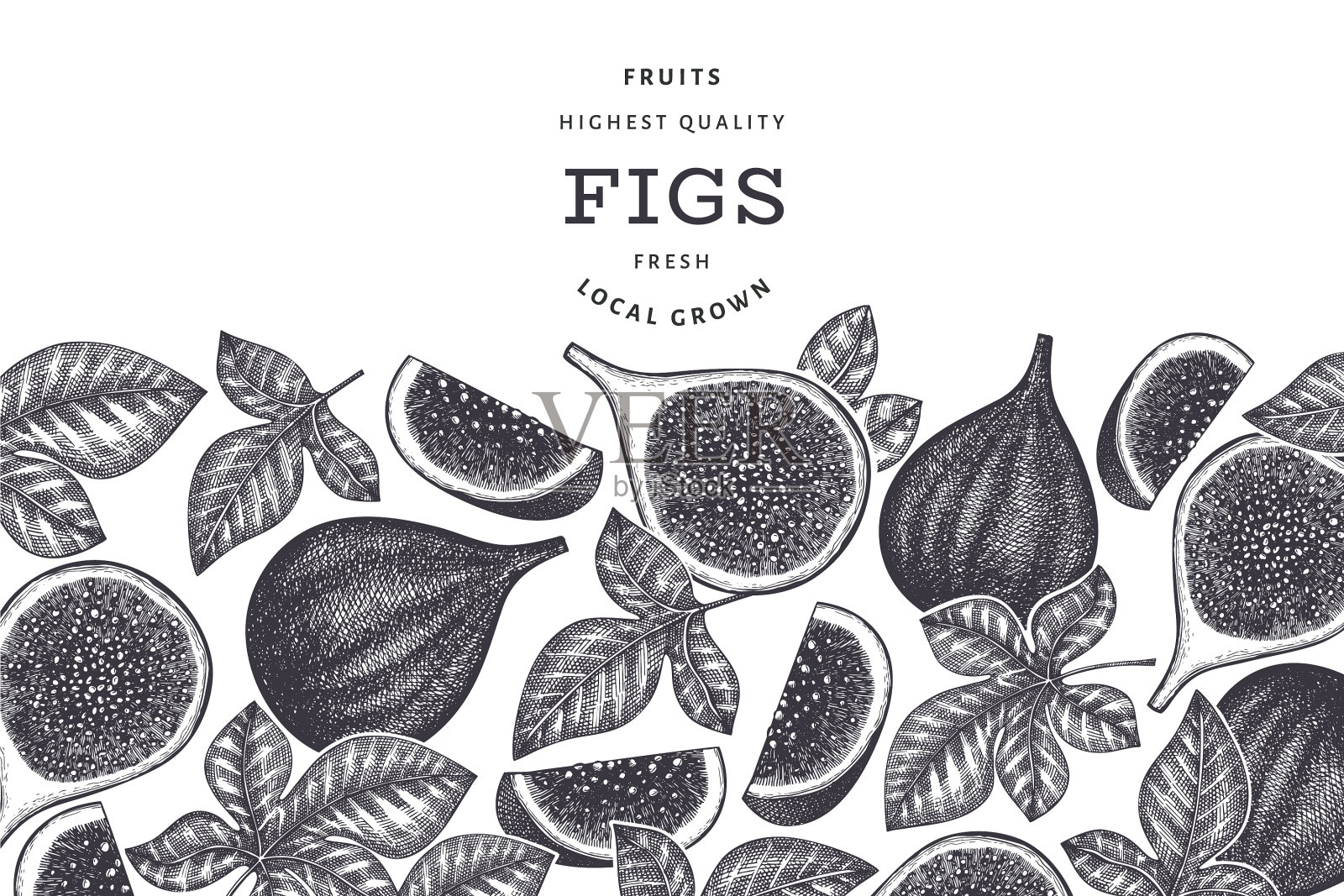 手绘无花果水果设计模板有机插画图片素材