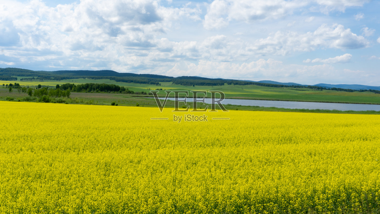黄色的油菜籽田,绿色的草地和树木,蓝色的天空。远处的农业机械。农村的场景照片摄影图片