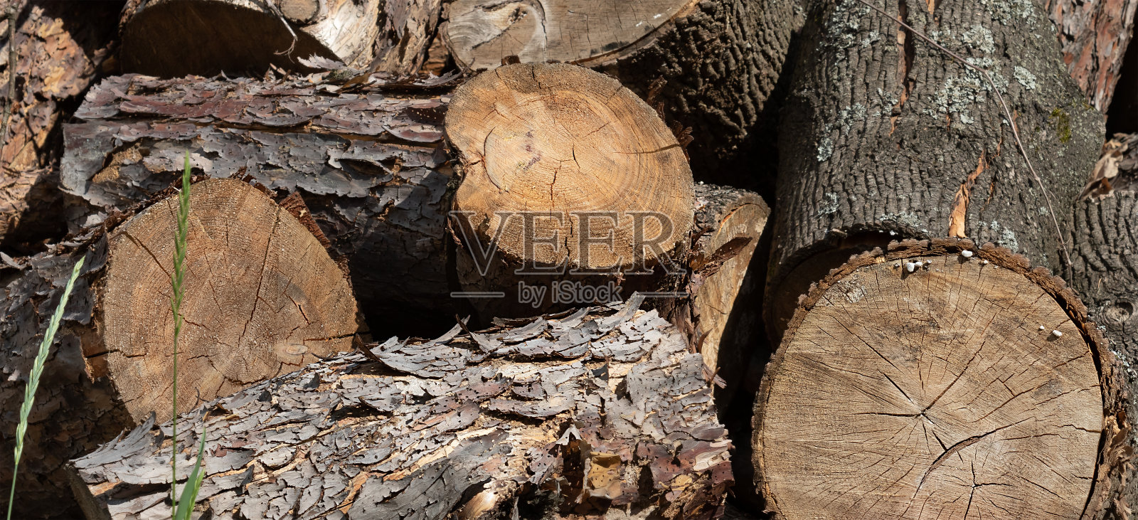 沿着路在草地上砍下的木头。为了木材而砍伐森林的问题照片摄影图片