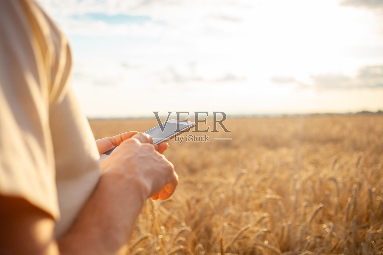 农学家在麦田里使用现代技术。熟的大麦,日落。专家计算了降雨和恶劣天气造成的损失。利润,幸福的农业。移动互联网照片摄影图片