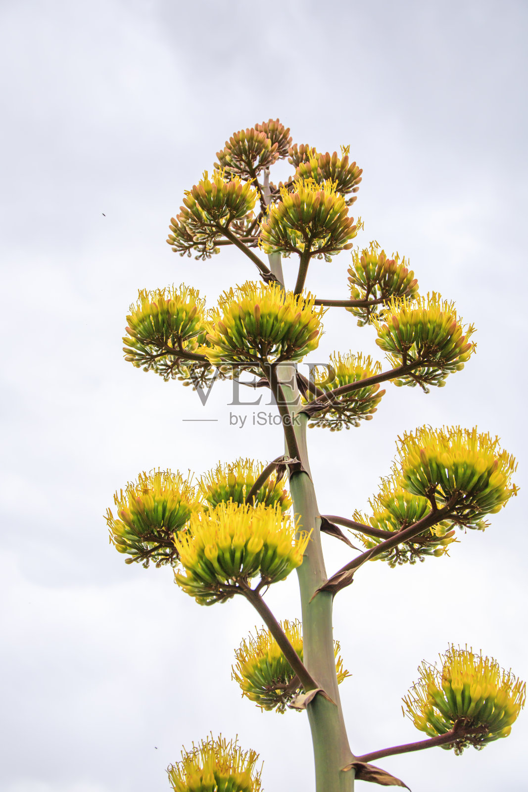 高大的黄色龙舌兰世纪植物生长在沙漠中照片摄影图片