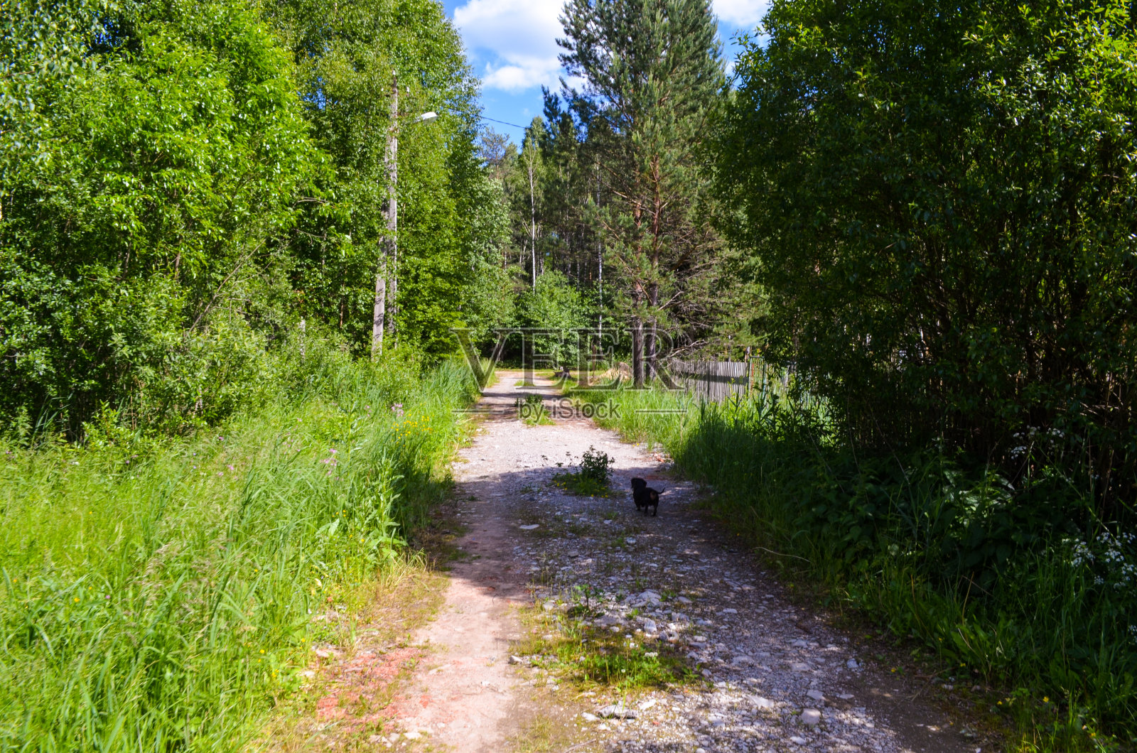 去森林的路上有绿草和松树照片摄影图片
