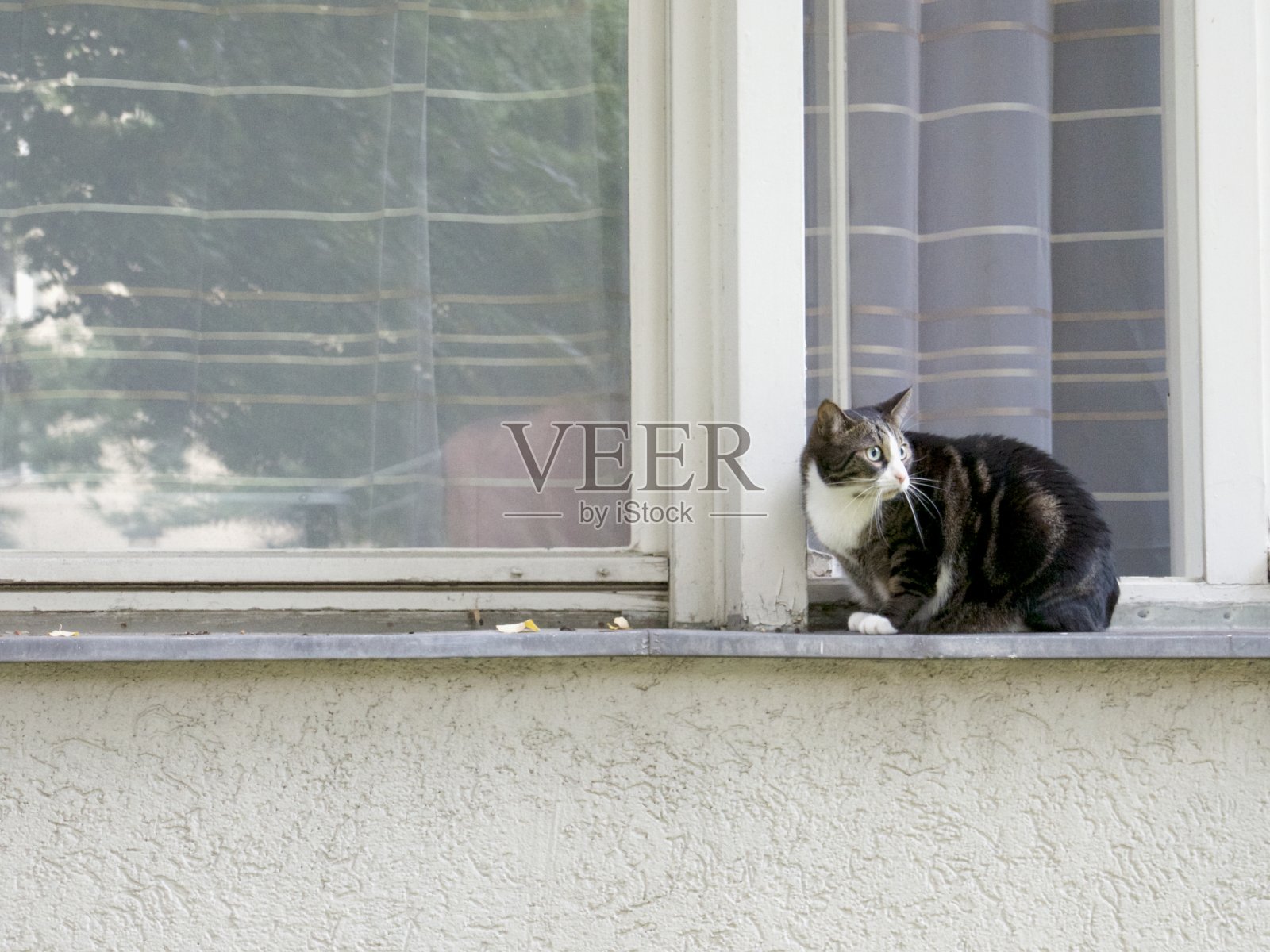 窗户里的猫照片摄影图片
