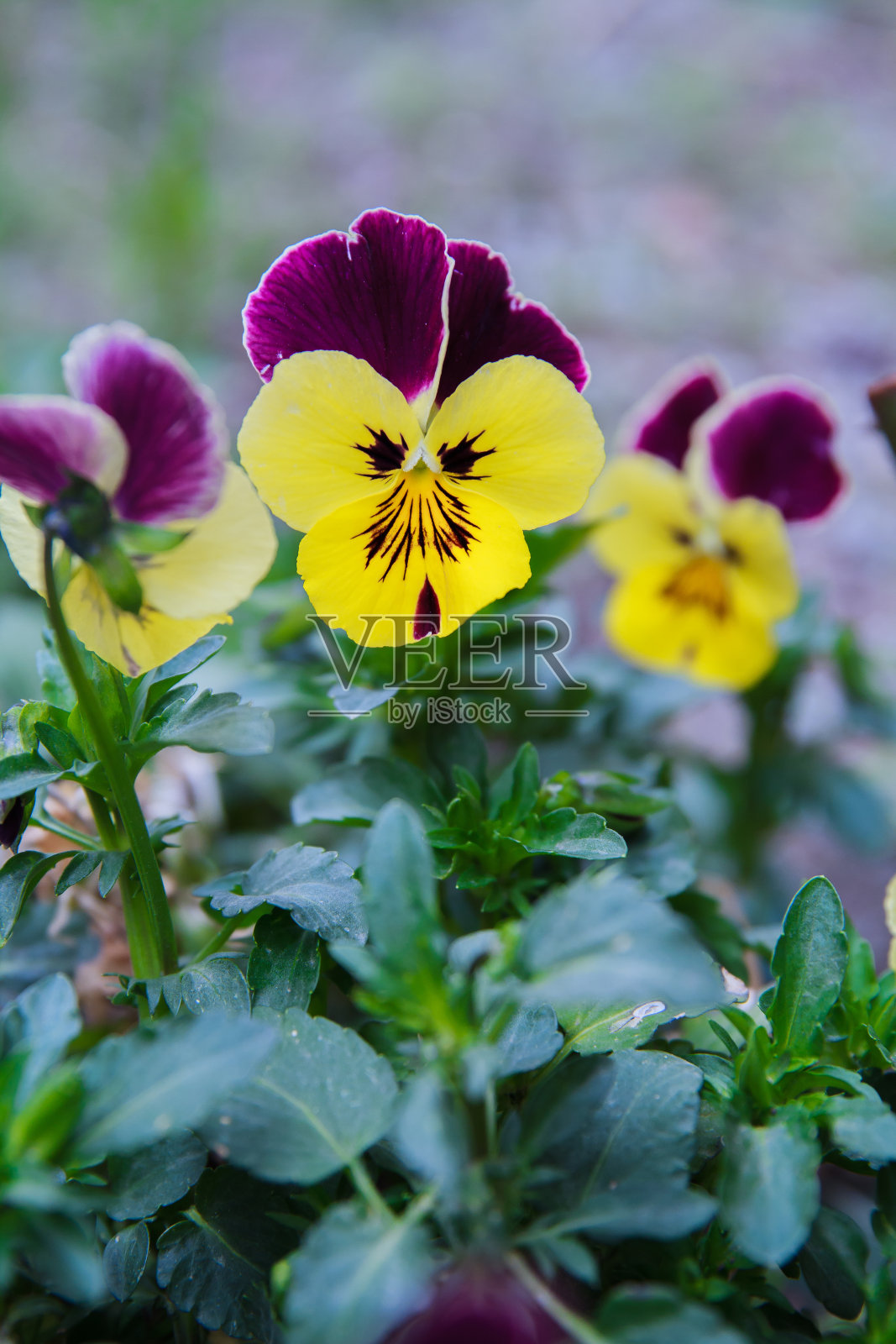 花照片摄影图片