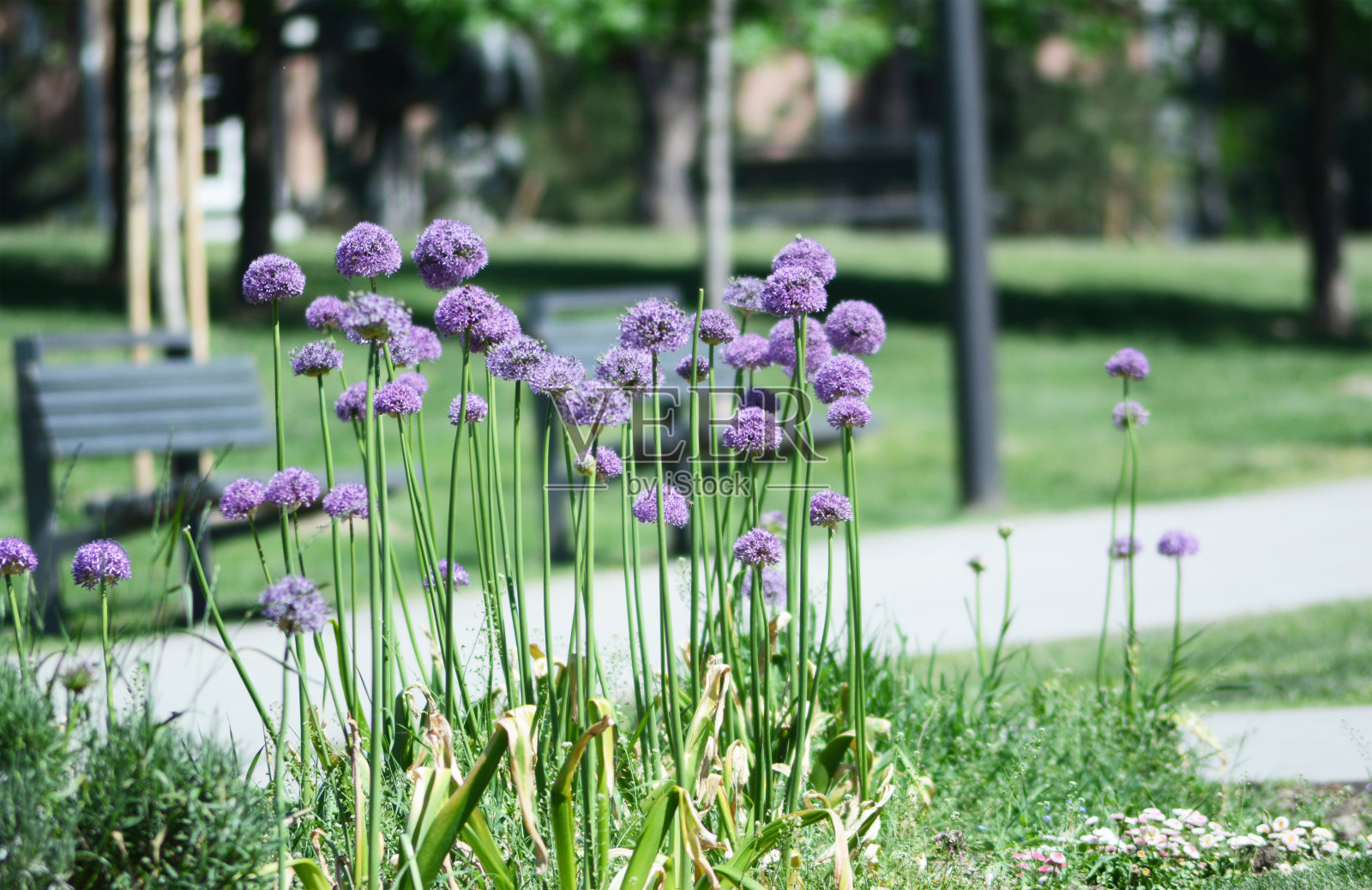 公园里的一朵紫色的花照片摄影图片