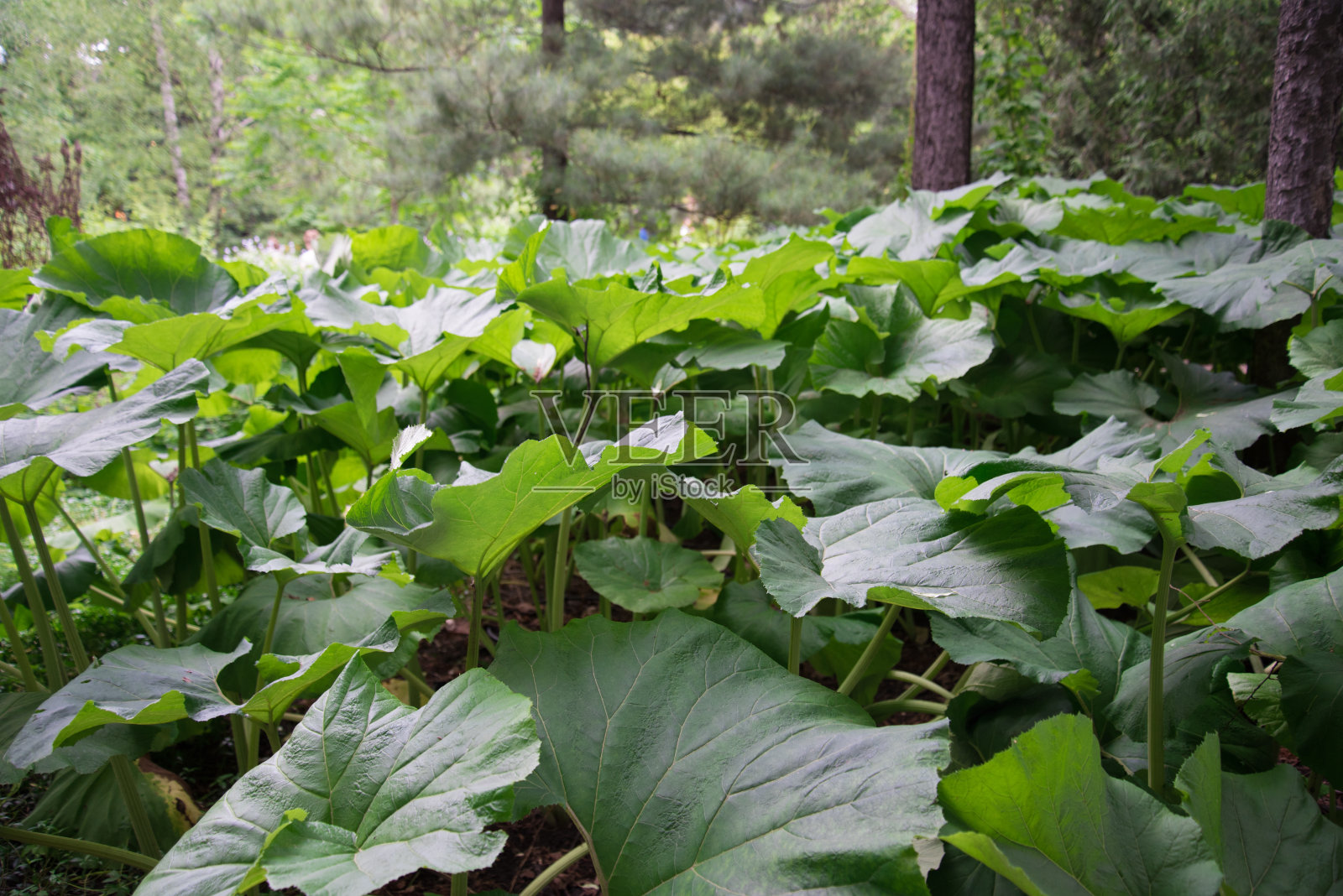 大片的牛蒡。绿色背景纹理。绿色的叶子在背光照片摄影图片