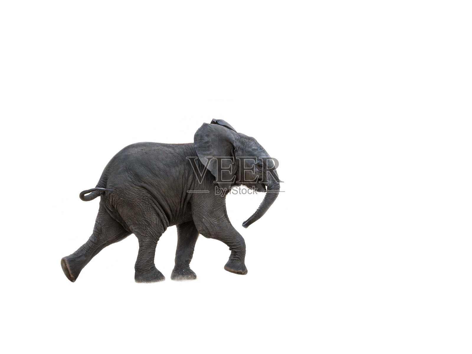 南非克鲁格国家公园的非洲丛林象照片摄影图片