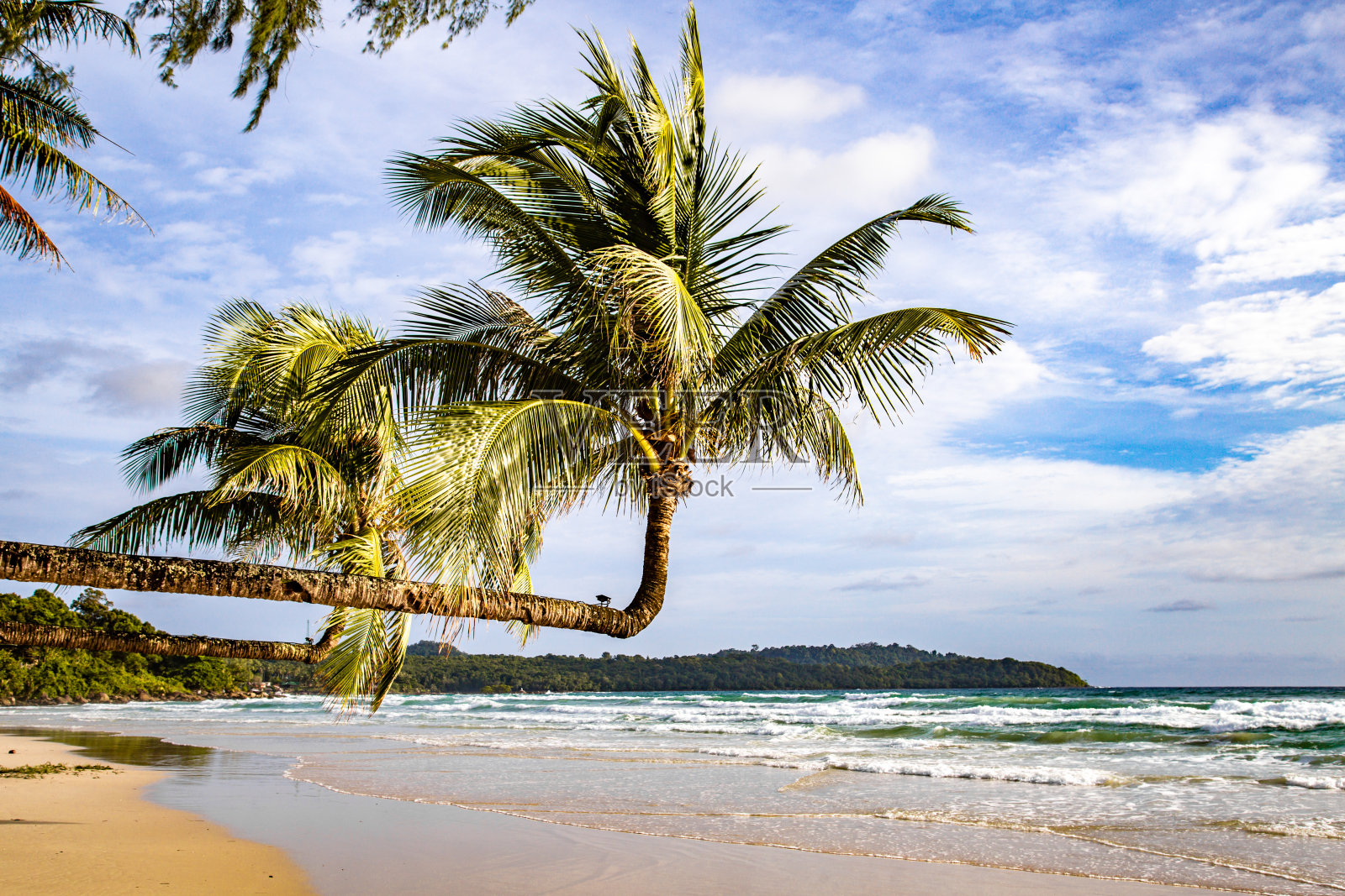 泰国桐艾府阁骨岛的空昭海滩及其双棕榈树照片摄影图片