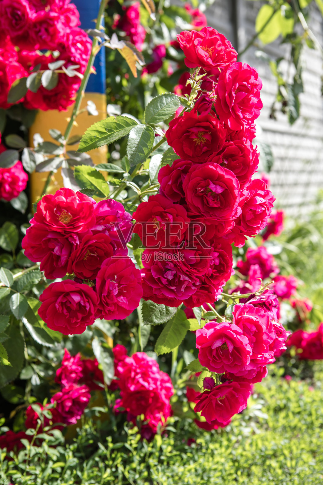 花园里美丽的玫瑰花。照片摄影图片