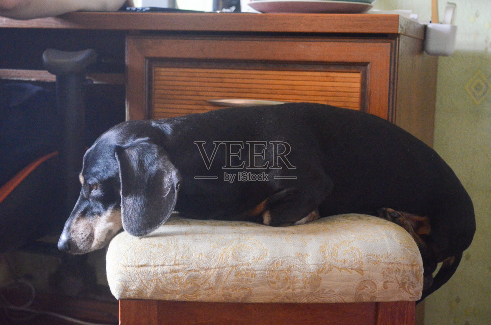 这只黑色腊肠躺在米黄色的软板凳上照片摄影图片