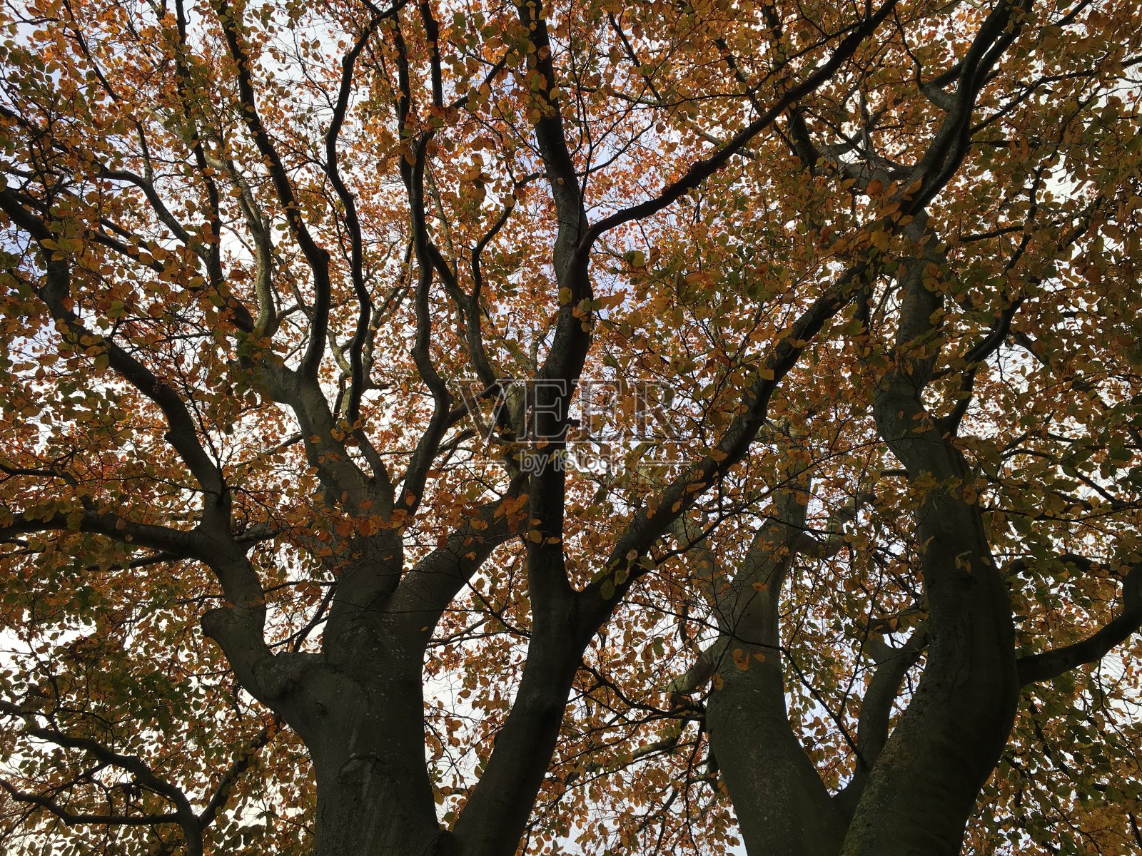 铜山毛榉树冠照片摄影图片