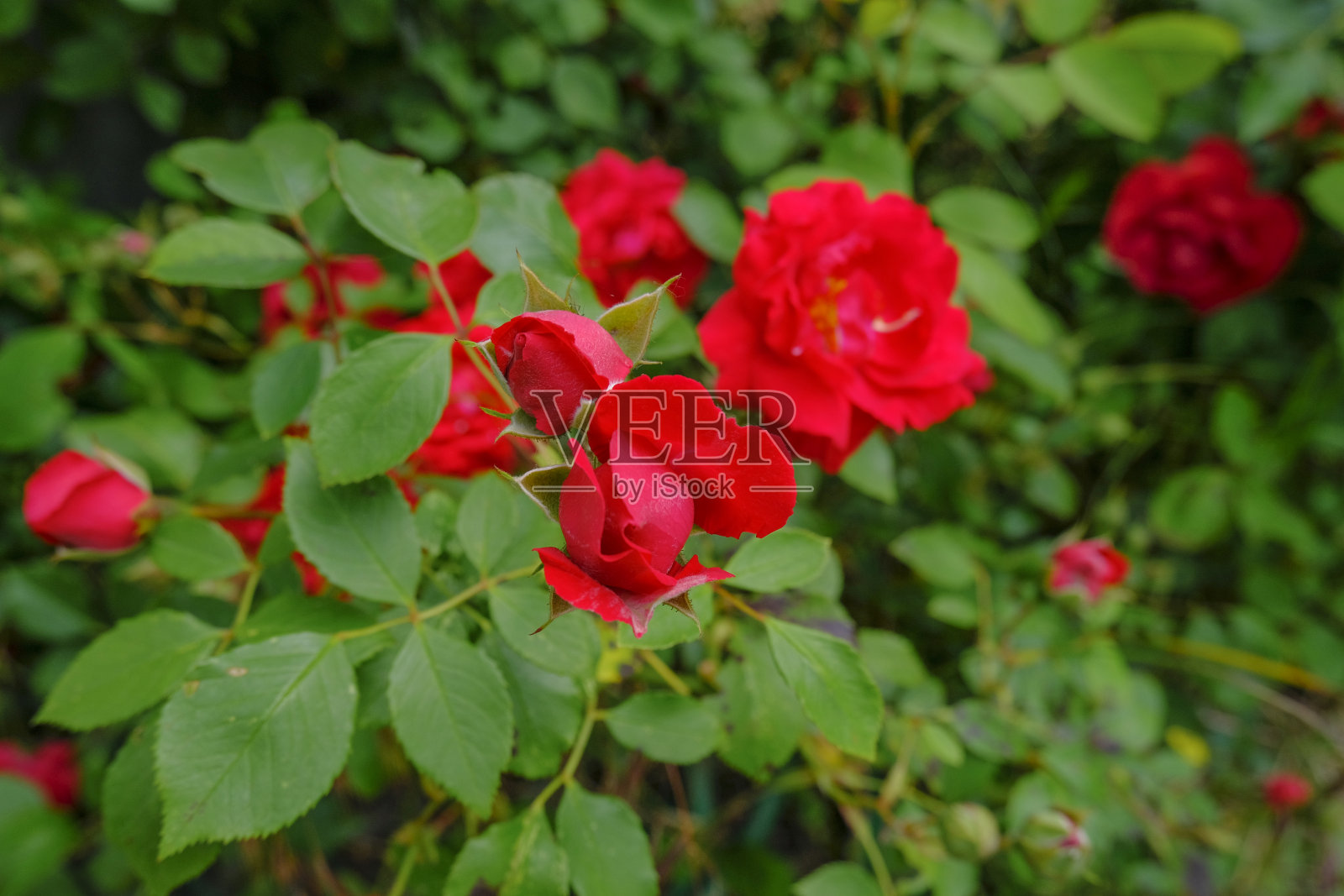 红玫瑰花蕾特写。花园里的红玫瑰丛。自然背景。园艺季节照片摄影图片