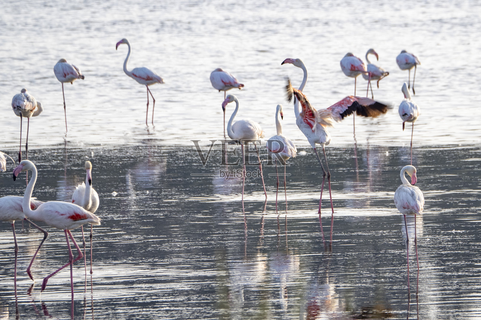 西西里岛文迪卡里休养所沼泽里的火烈鸟照片摄影图片