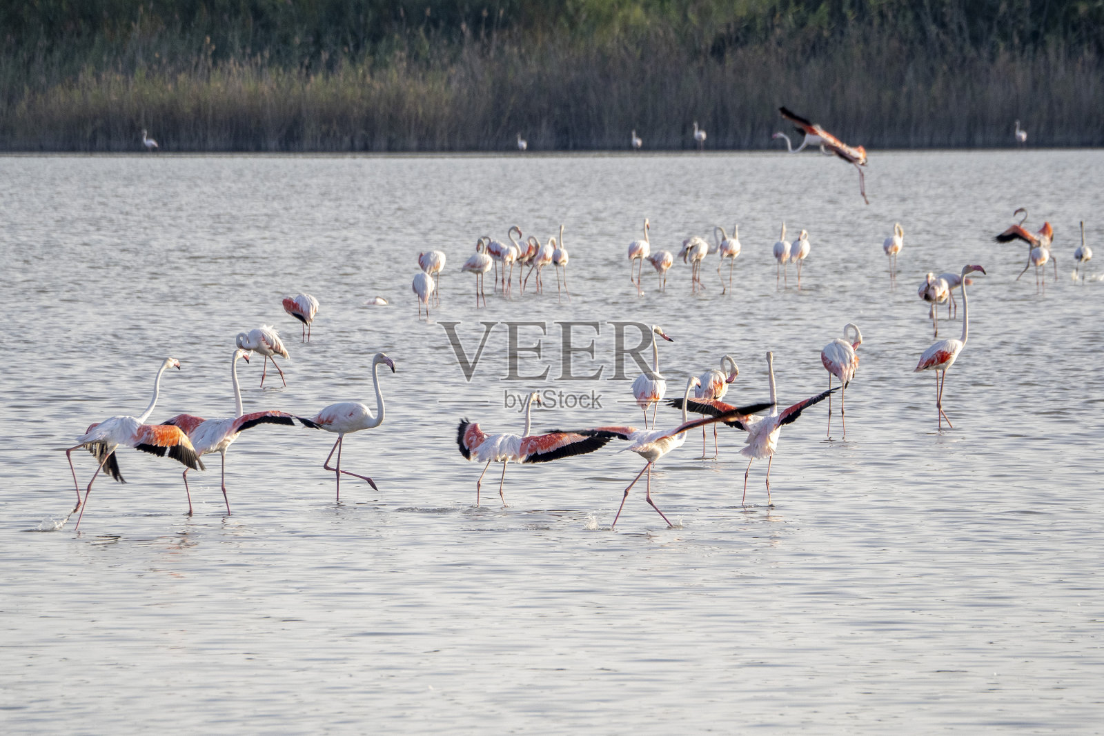 西西里岛文迪卡里休养所沼泽里的火烈鸟照片摄影图片