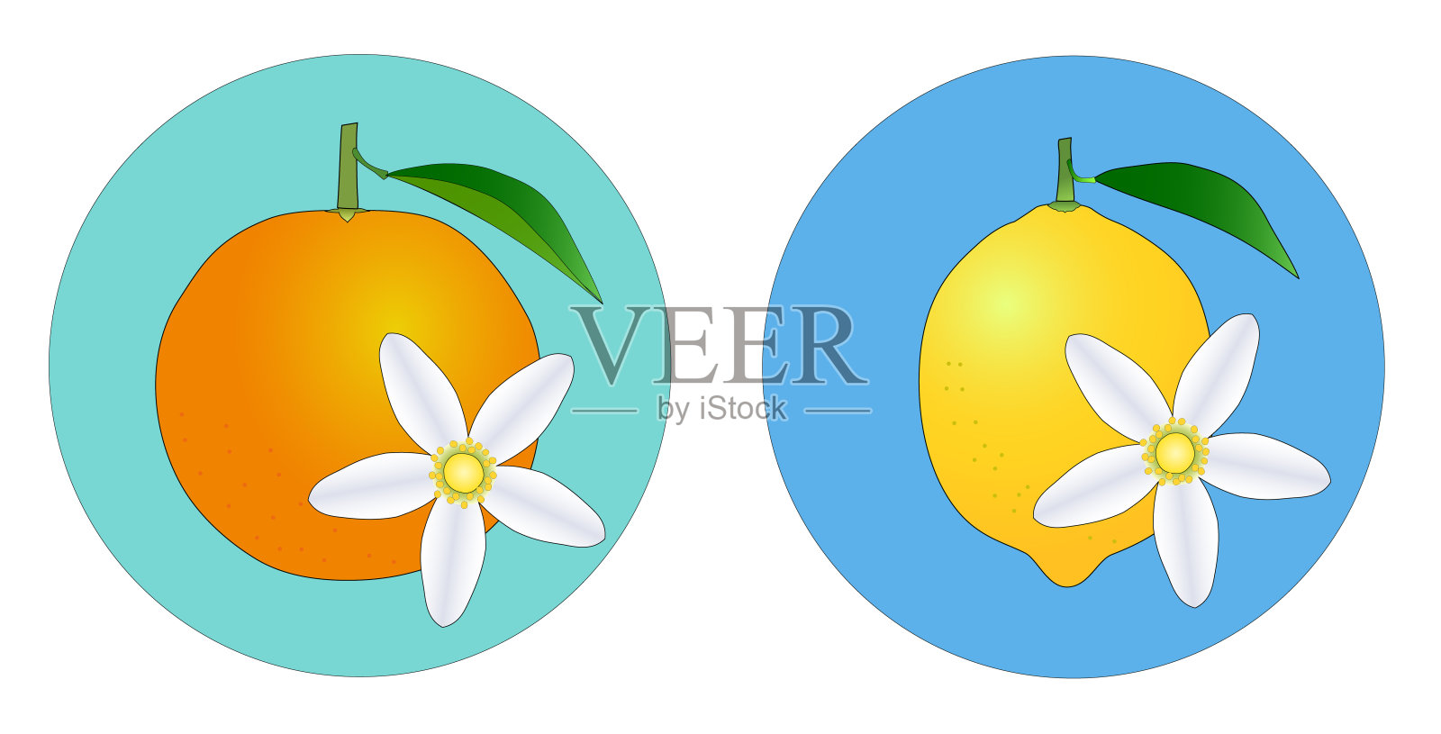 柑橘类水果,橙,柠檬,花的图标设置插画图片素材