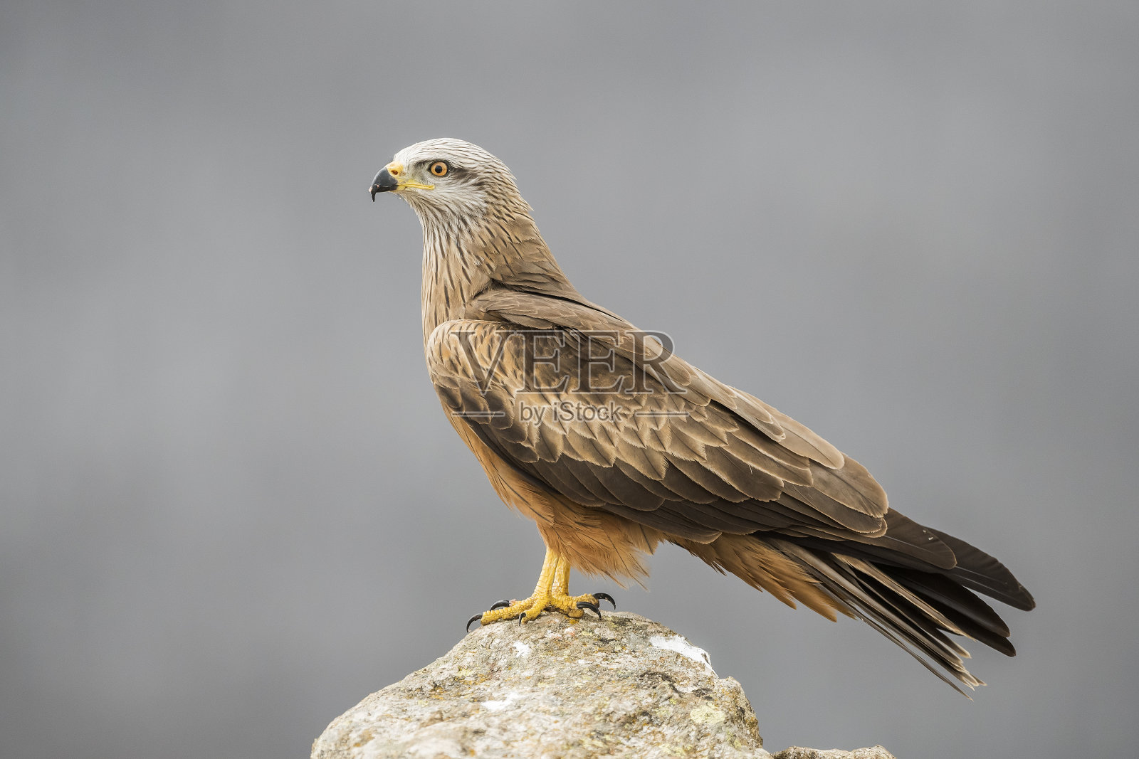 红色的风筝照片摄影图片