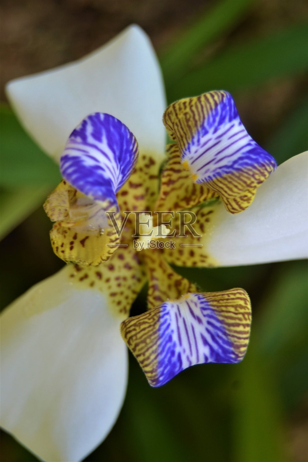 虹膜花照片摄影图片