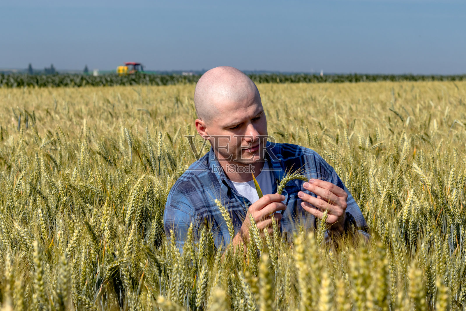 农民在麦田里检查产量质量。照片摄影图片