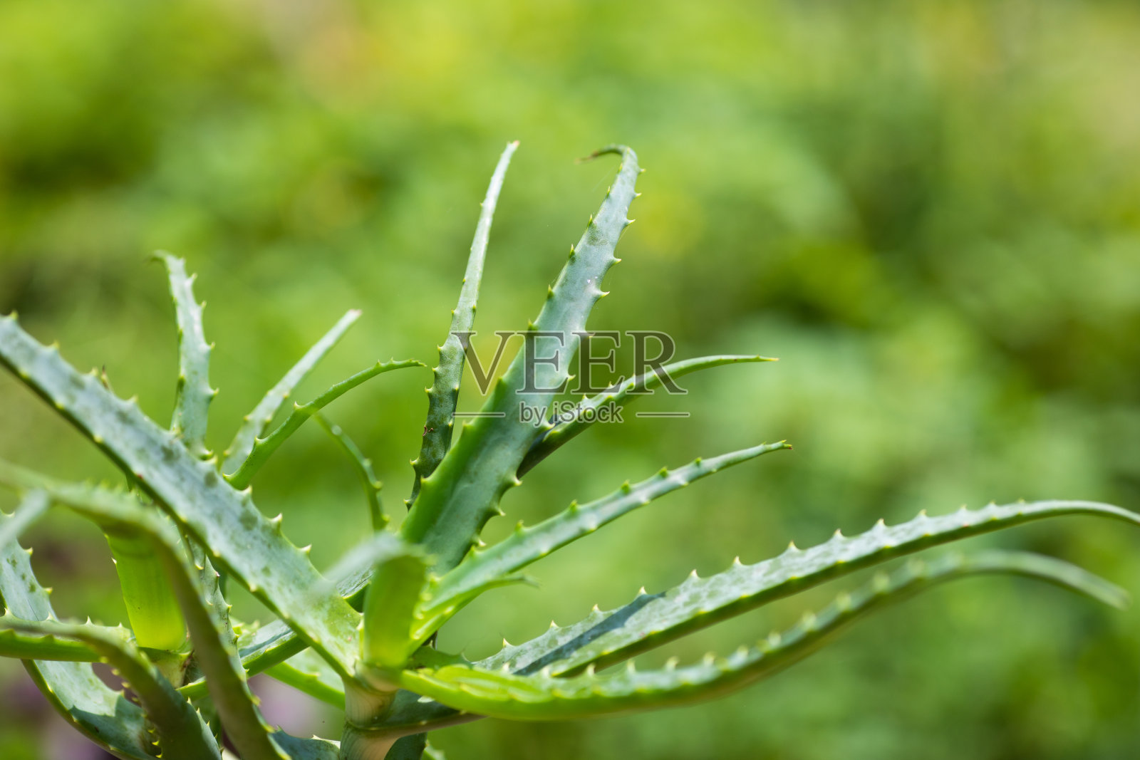 芦荟植物生长在外面的花园照片摄影图片