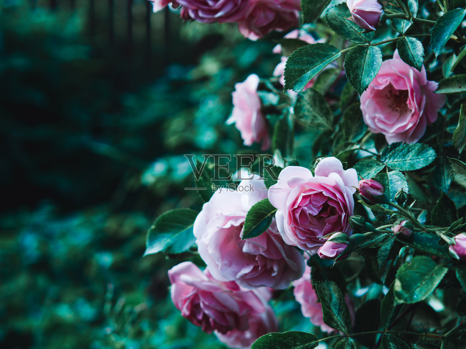 娇嫩的桃花在花园里怒放着。特写照片。深绿色背景。花园的概念。玫瑰花朵,照片摄影图片