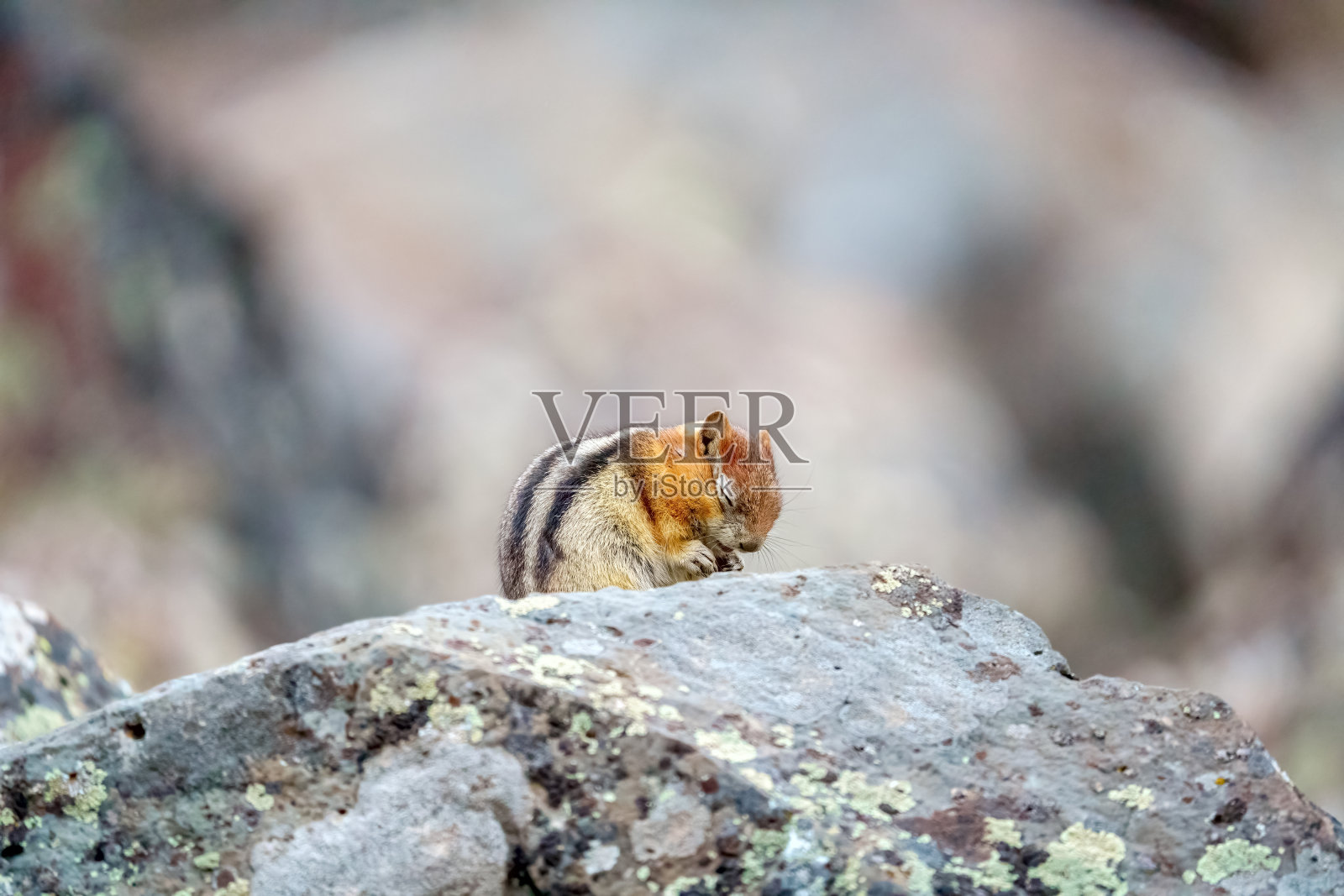 季节性过敏的地松鼠照片摄影图片