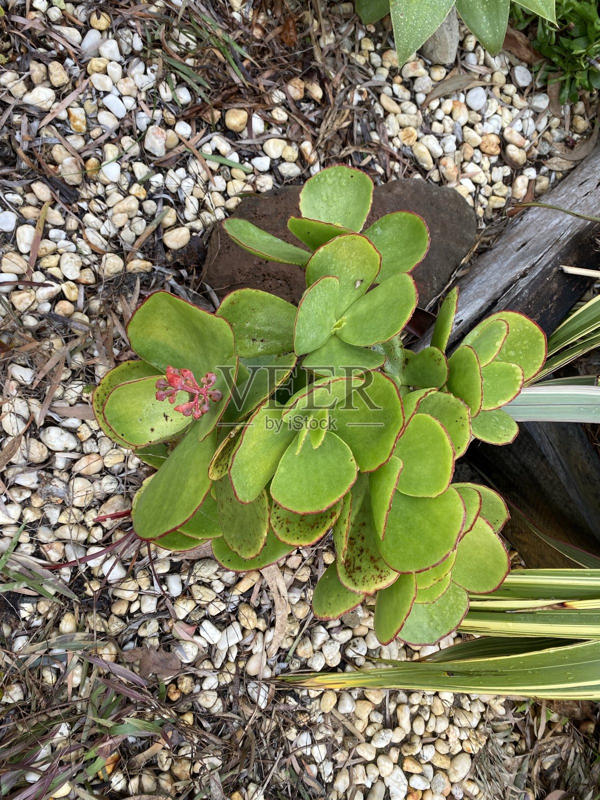 莫宁顿半岛的冬季植物群照片摄影图片