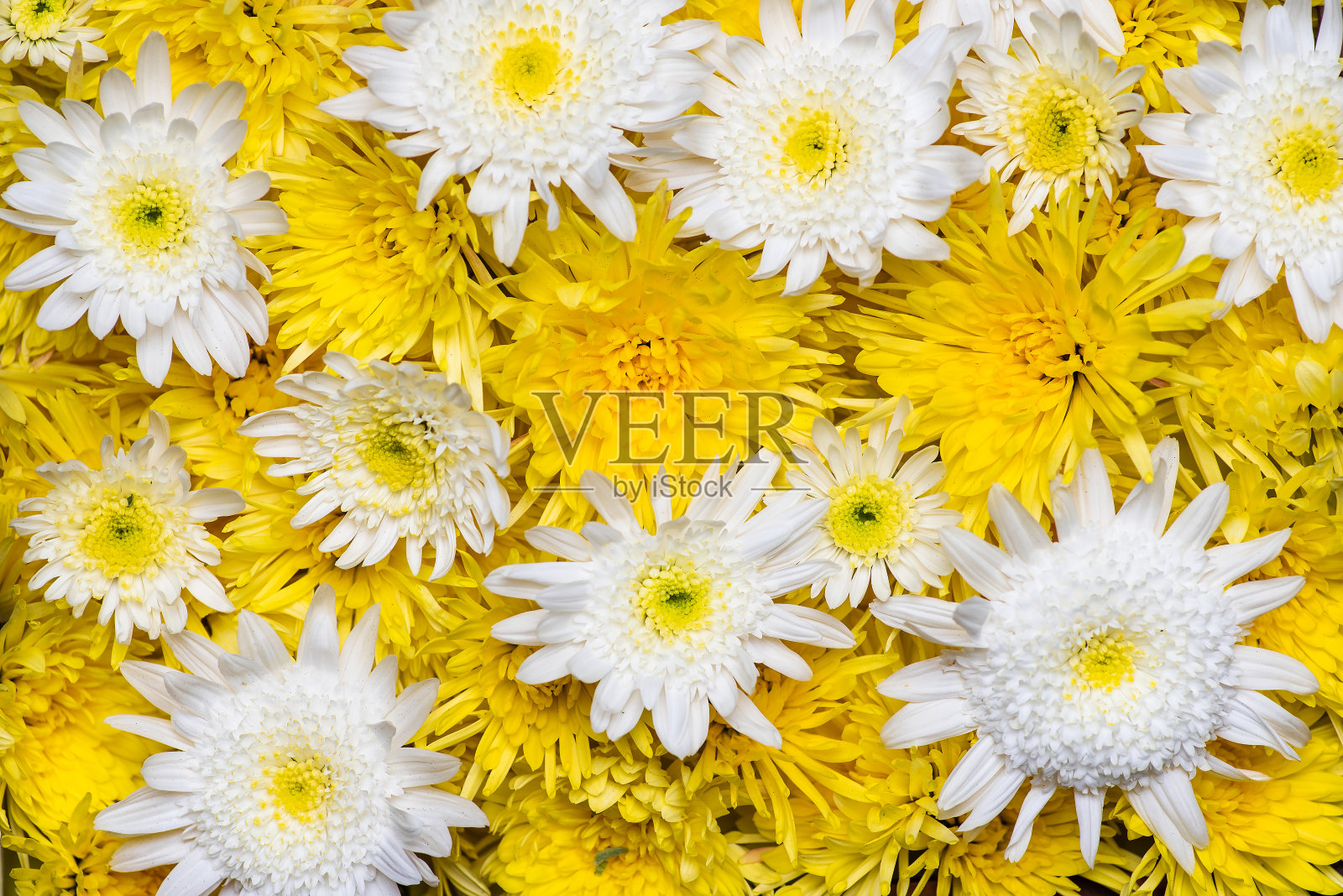 菊花做一个背景图案照片摄影图片