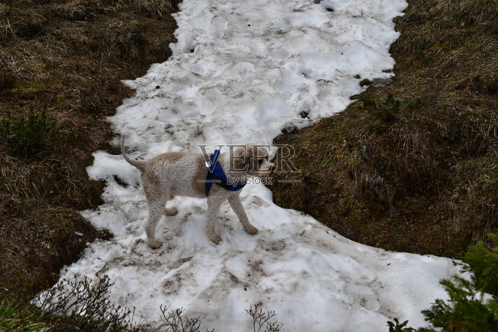 阿尔卑斯山的一只拉托·罗马诺洛狗照片摄影图片