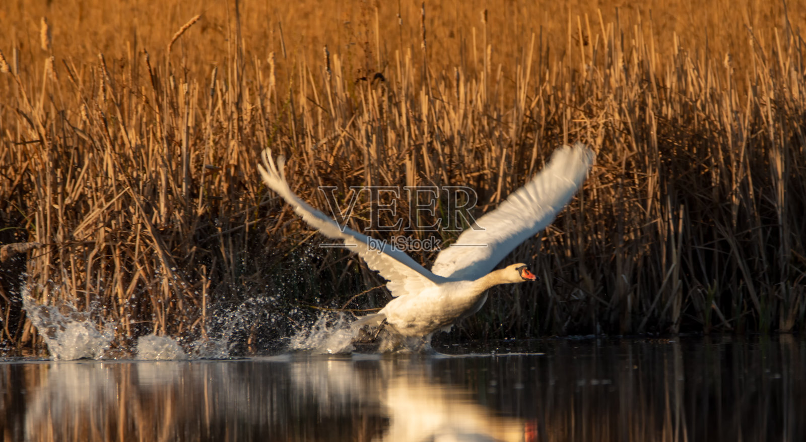 一只白天鹅在湖面上起飞或降落。照片摄影图片