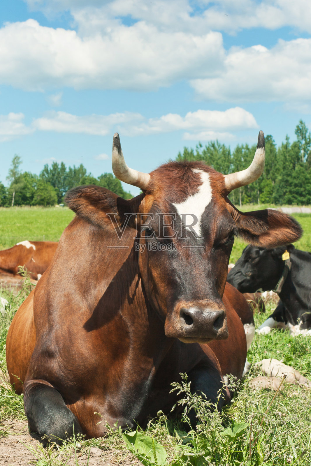 在夏日乡村的背景下,奶牛在农场的田野上休息。为了牛奶和肉类生产而饲养奶牛和牛。照片摄影图片