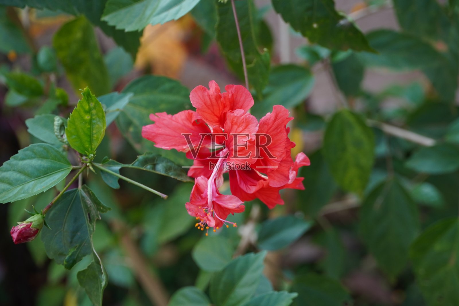 热带花园中的夏威夷红芙蓉。照片摄影图片