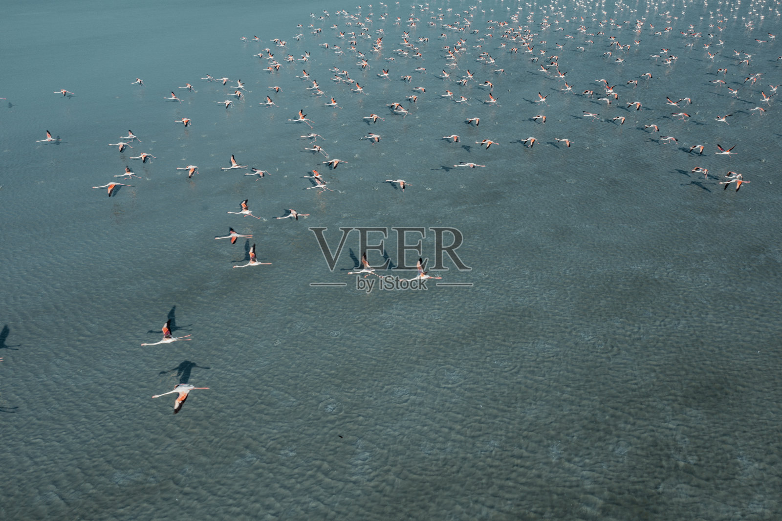 火烈鸟在湖上飞翔照片摄影图片