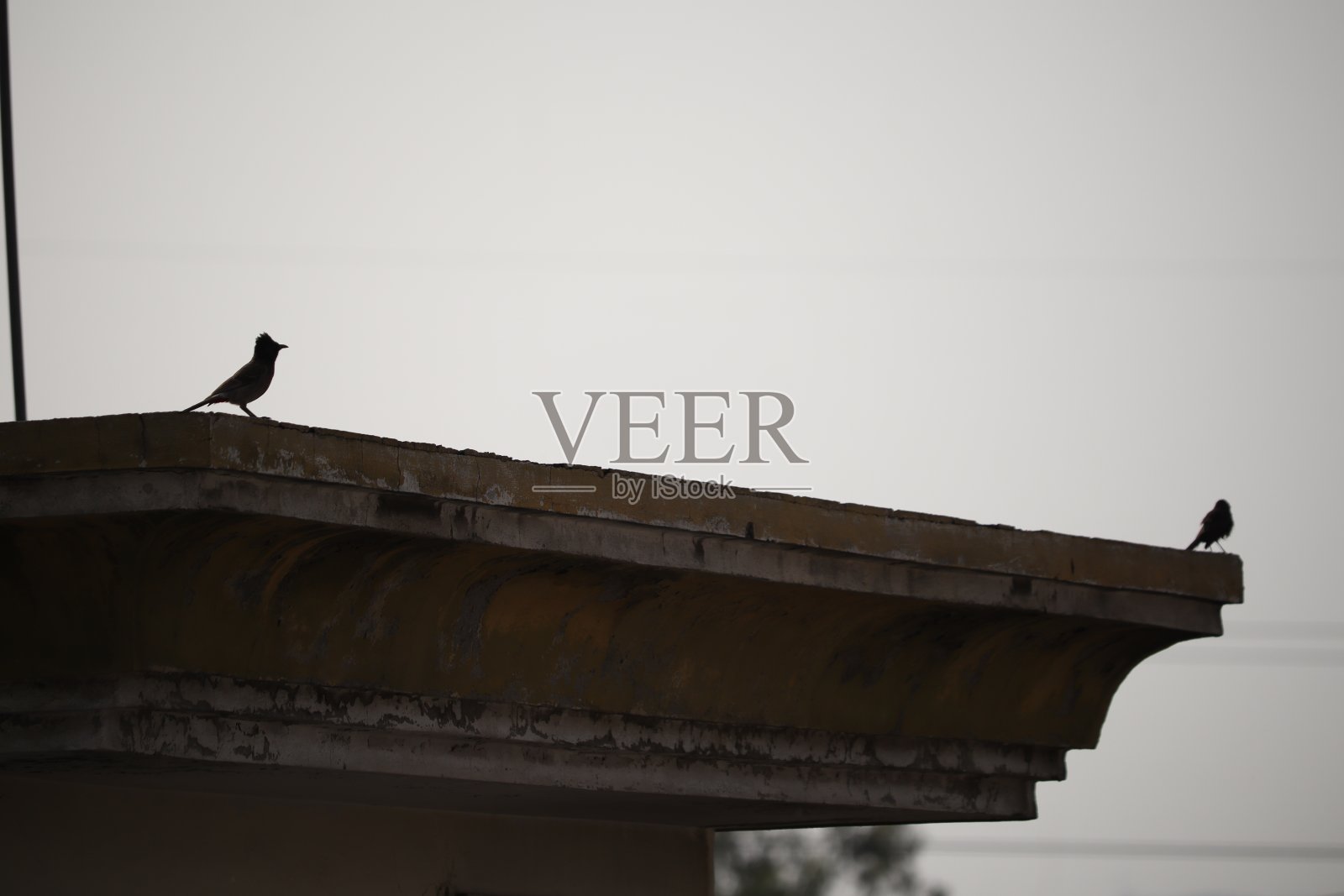 唱歌的小鸟照片摄影图片