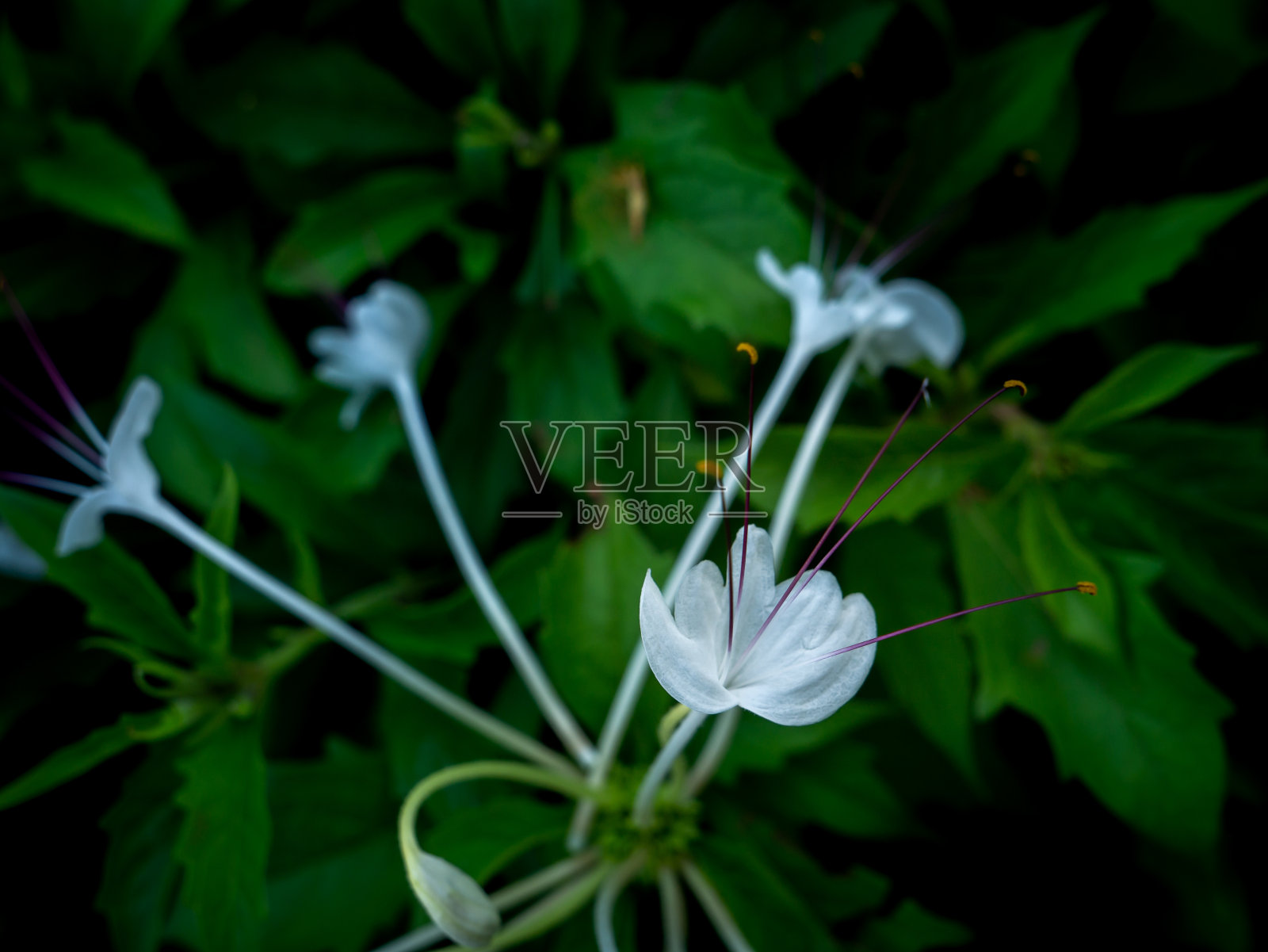 一束白色的花盛开着红色的花粉照片摄影图片