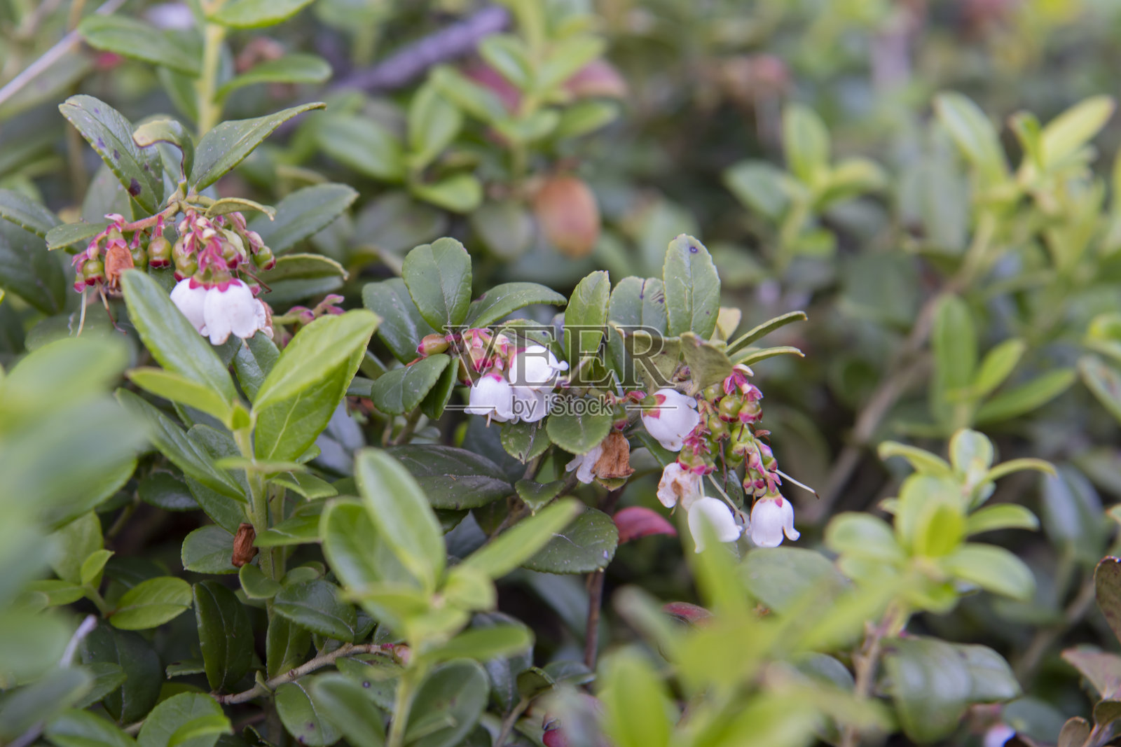 森林里有越橘花照片摄影图片