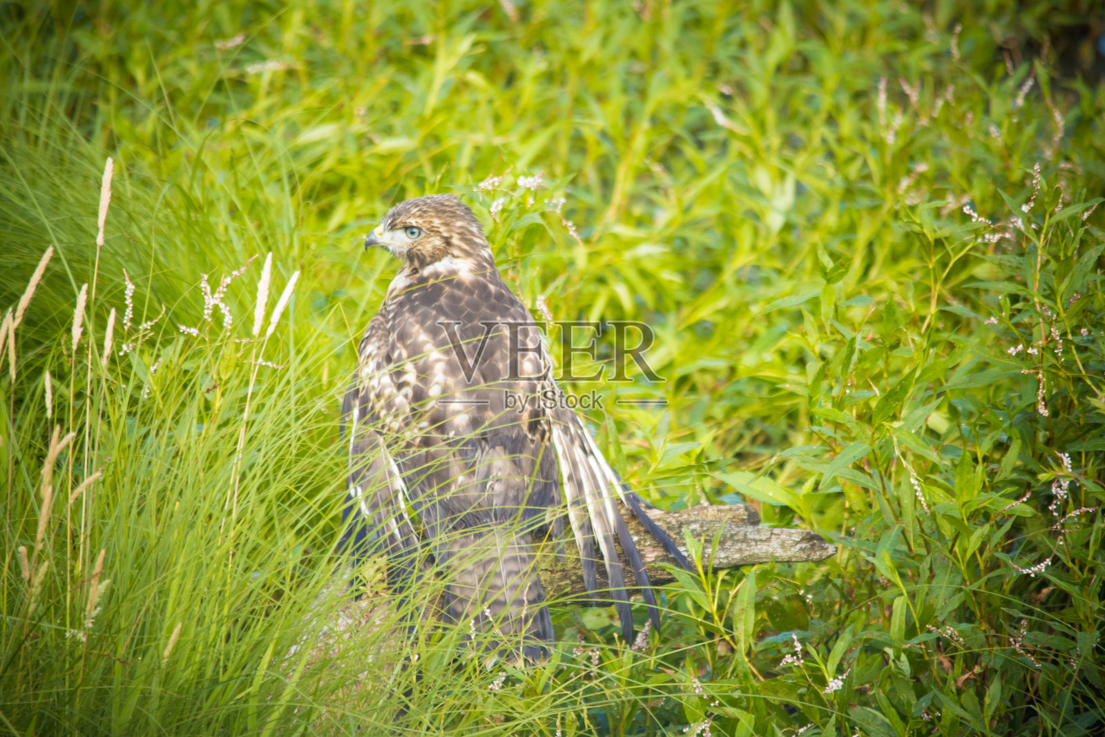 鹰照片摄影图片