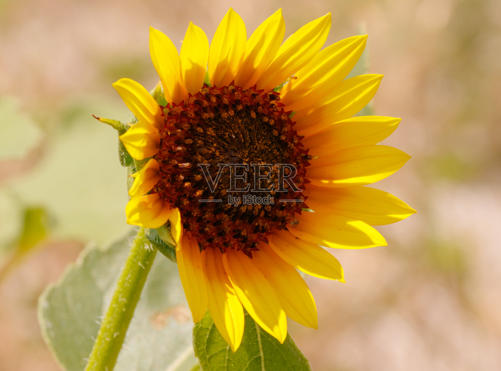 向日葵照片摄影图片