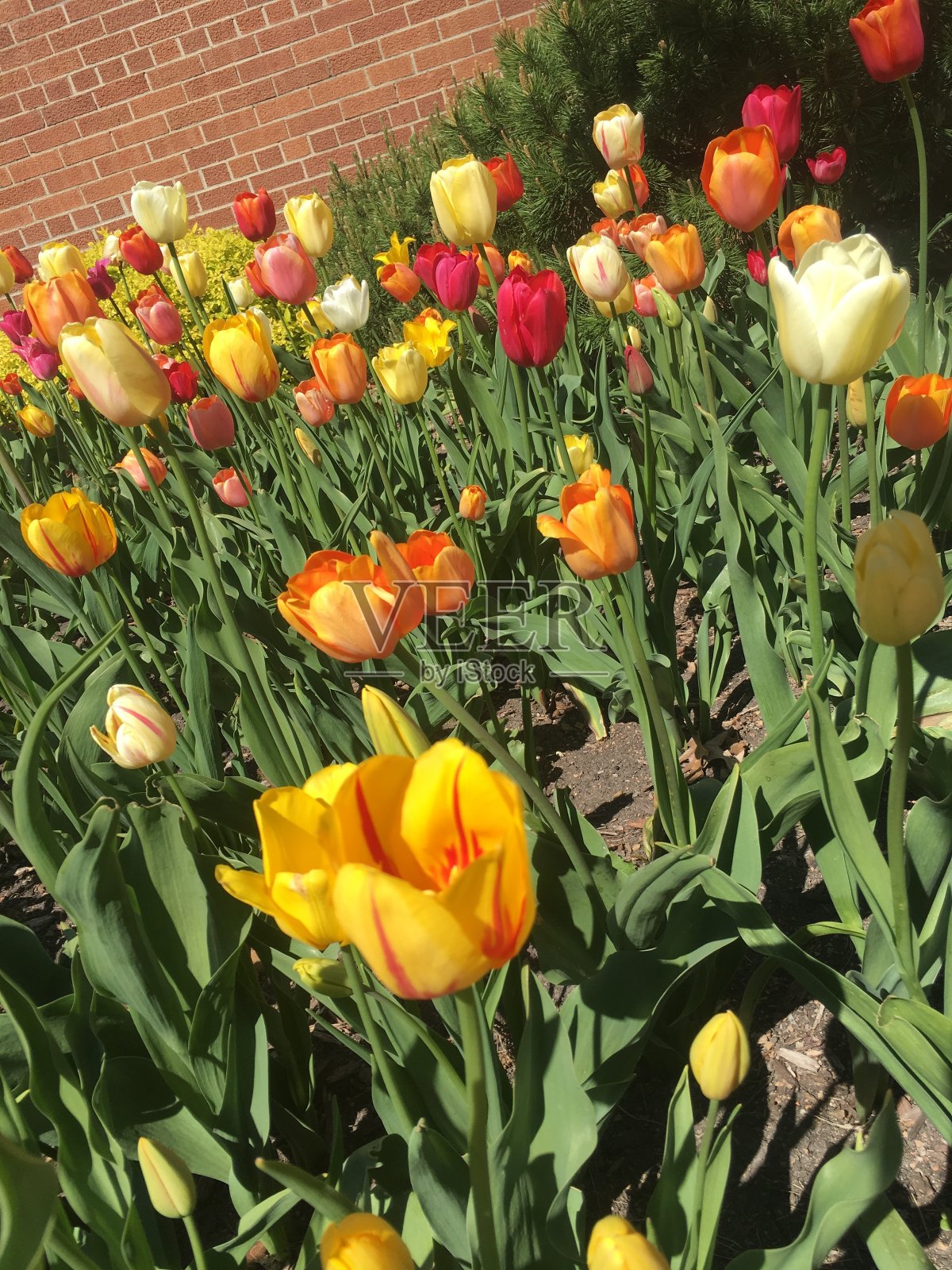 郁金香的时间照片摄影图片