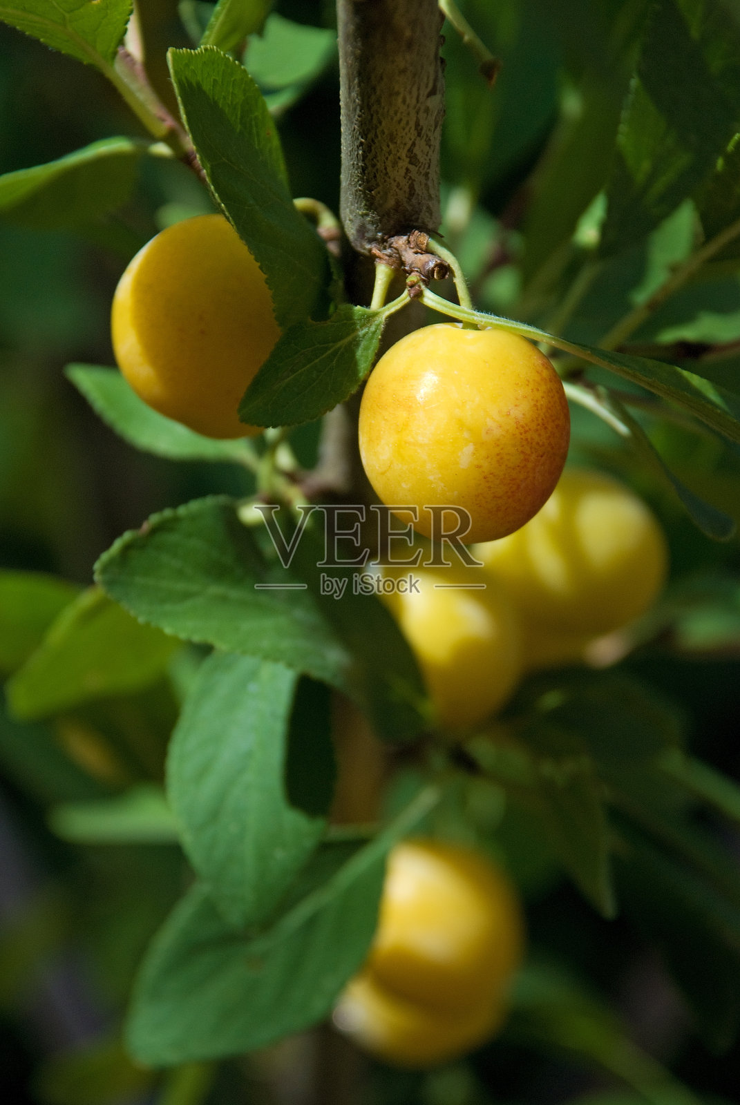 树上成熟的芒果树照片摄影图片