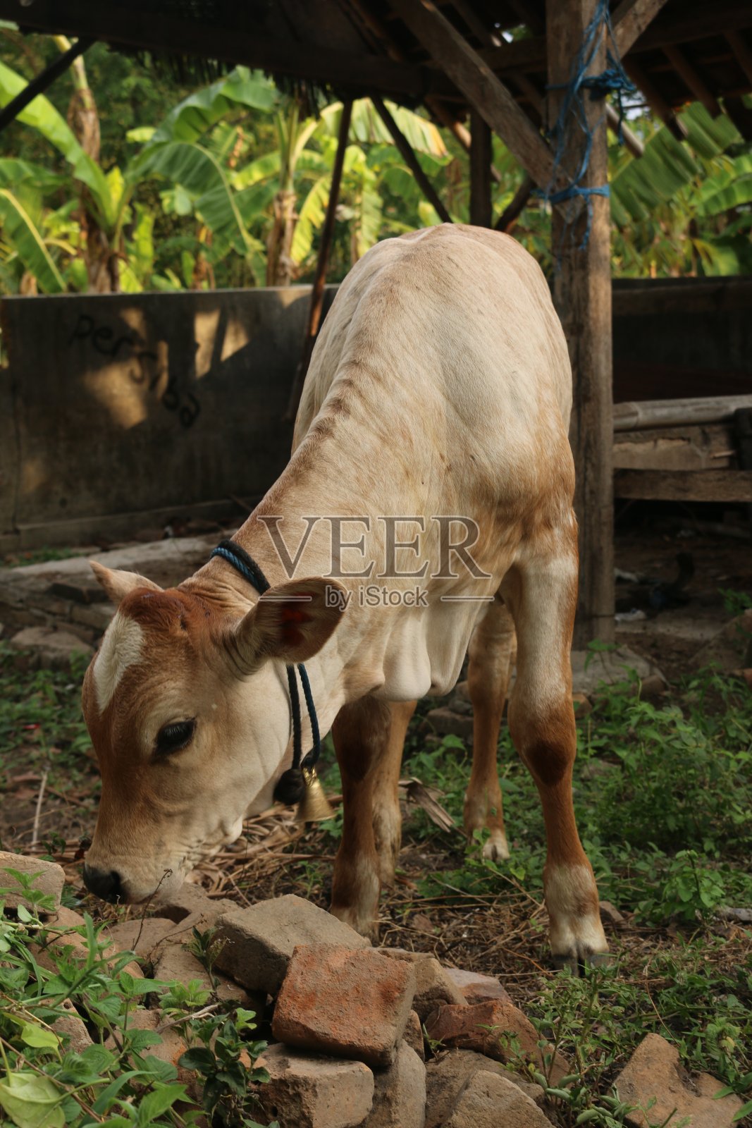 近正面的观点从一个浅棕色的亚洲牛肉小牛向下看照片摄影图片