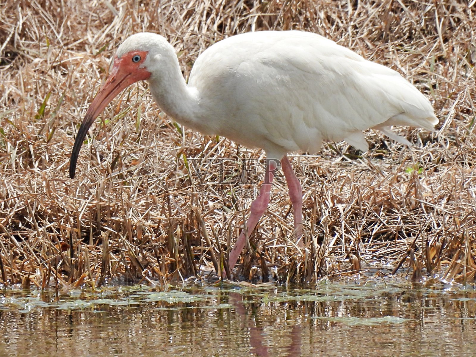 白鹮在水边照片摄影图片