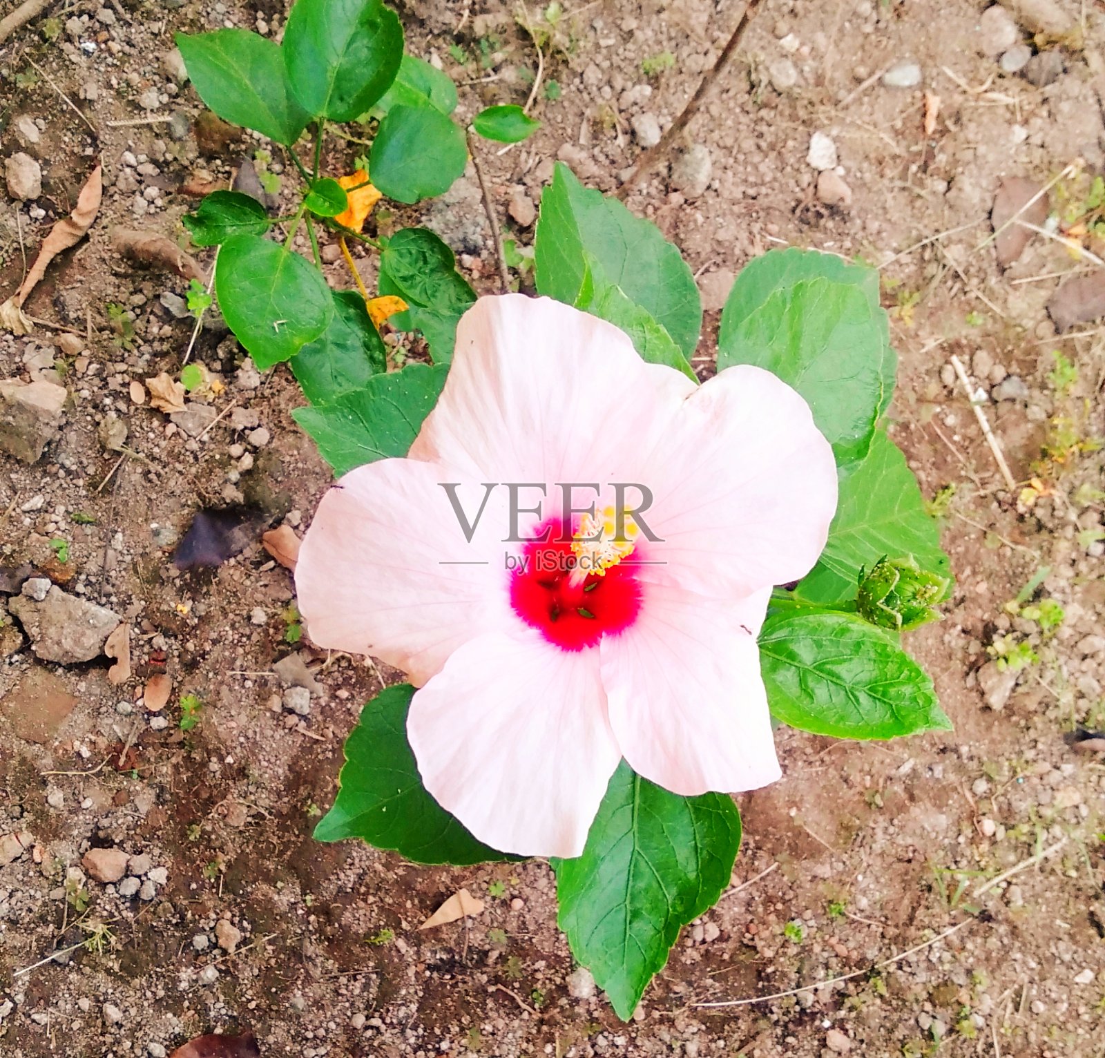 芙蓉照片摄影图片