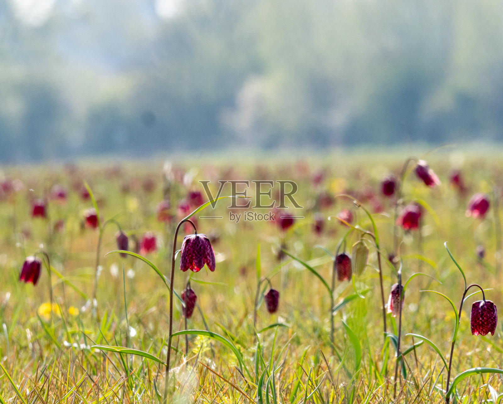 蛇头贝母照片摄影图片
