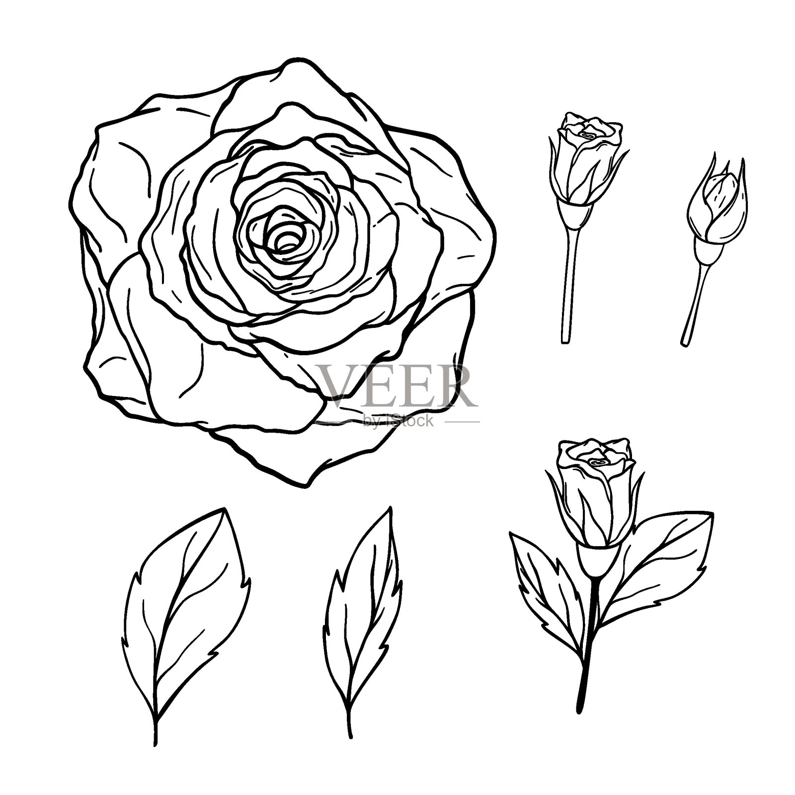 手绘一套玫瑰花,叶子孤立在白色的背景。装饰矢量涂鸦素描插图。花卉线条艺术概念插画图片素材