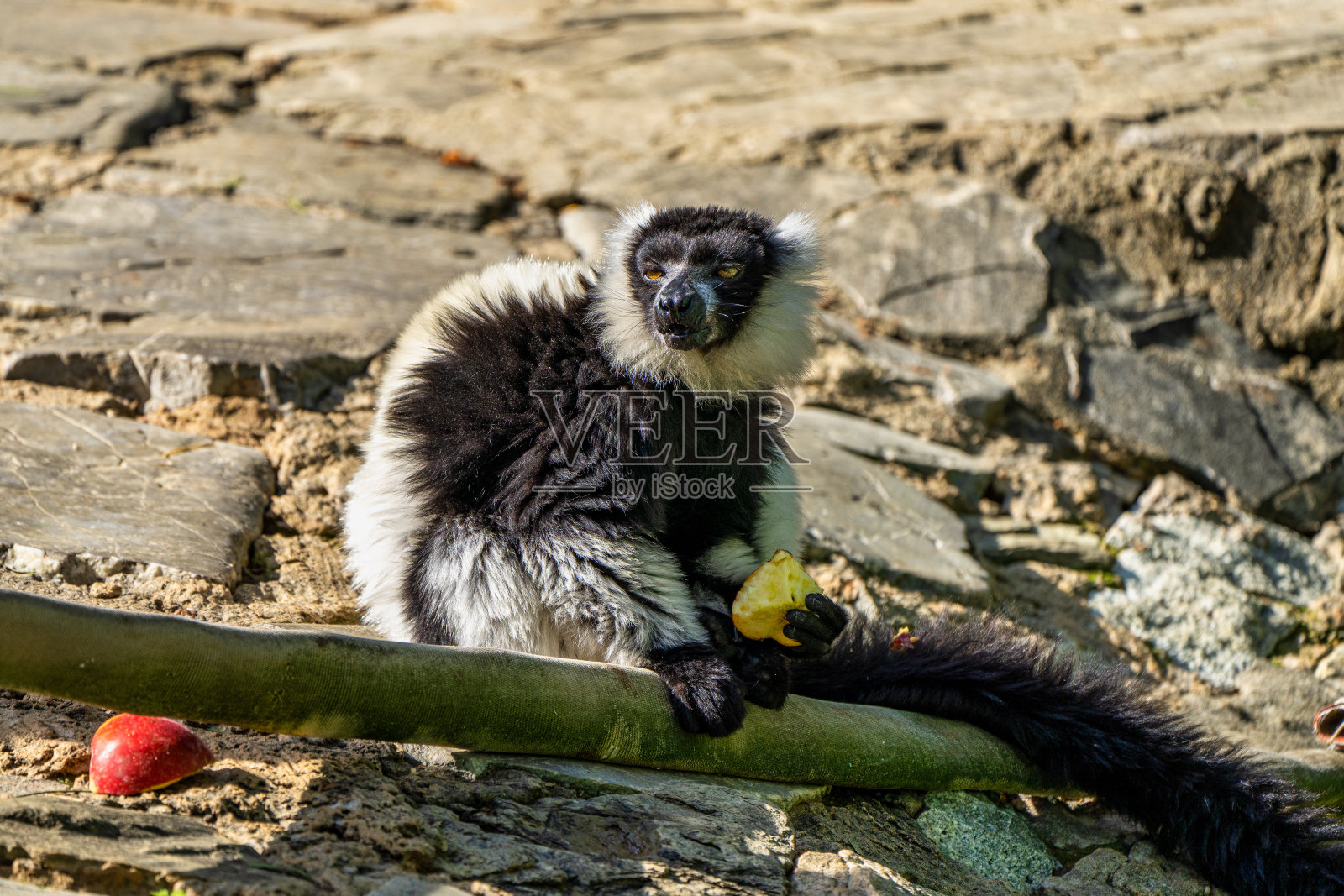 西班牙安达卢西亚赫雷斯德拉弗朗特拉的一种黑白相间的卷毛狐猴照片摄影图片