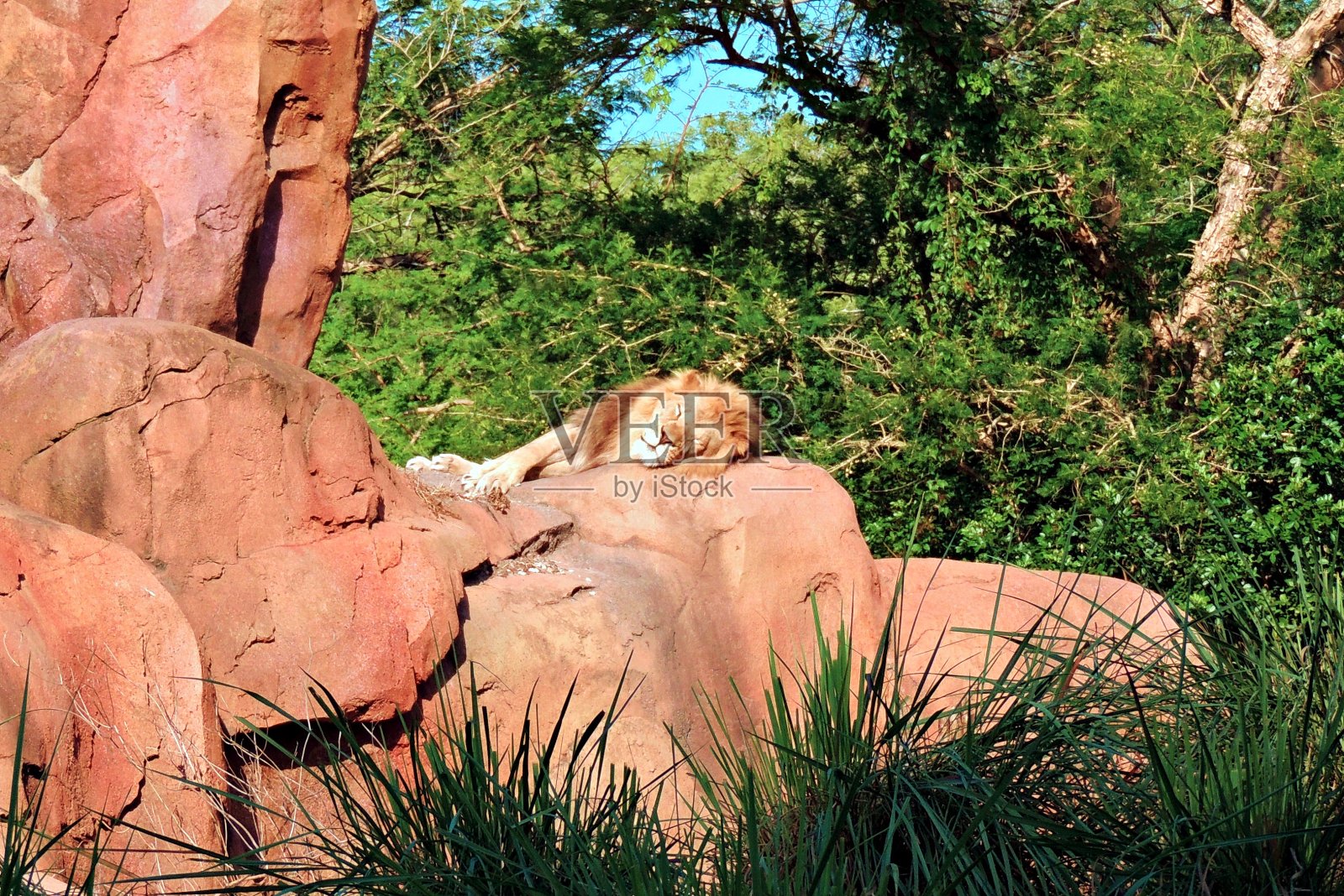 在岩石上睡觉的雄狮照片摄影图片