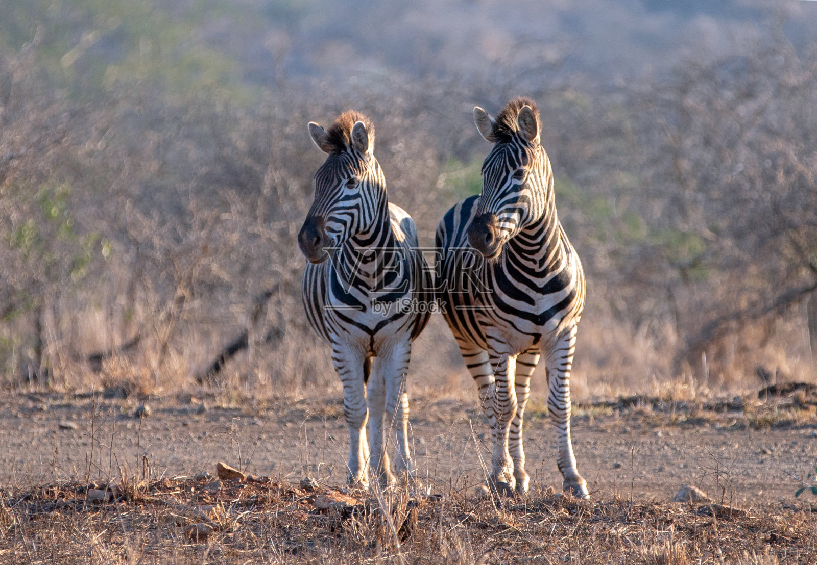 斑马夫妇肩并肩在南非RSA黄金时间照片摄影图片